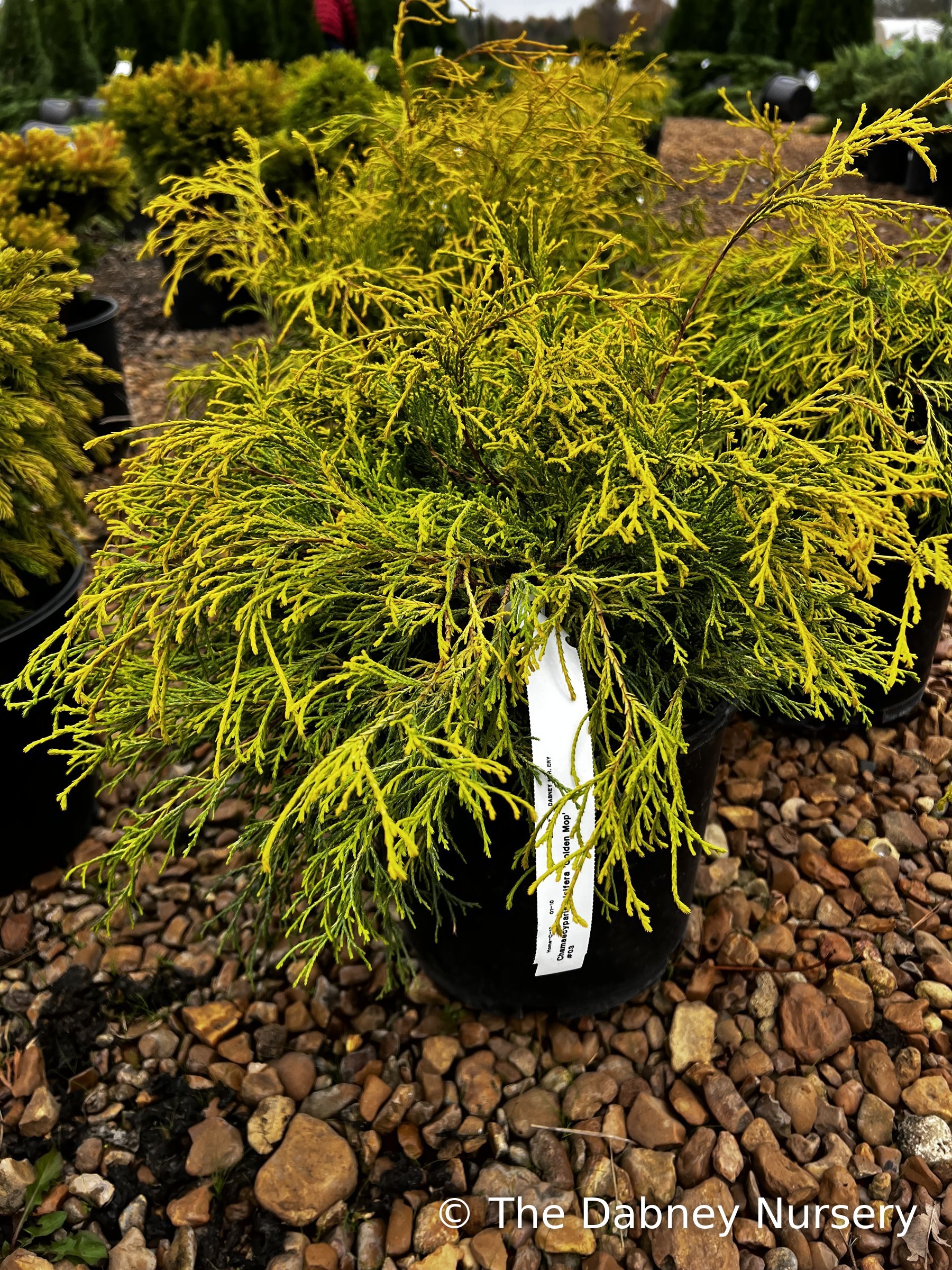 Golden Mop threadleaf cypress in a black container with a tag, mounded bright yellow thread foliage