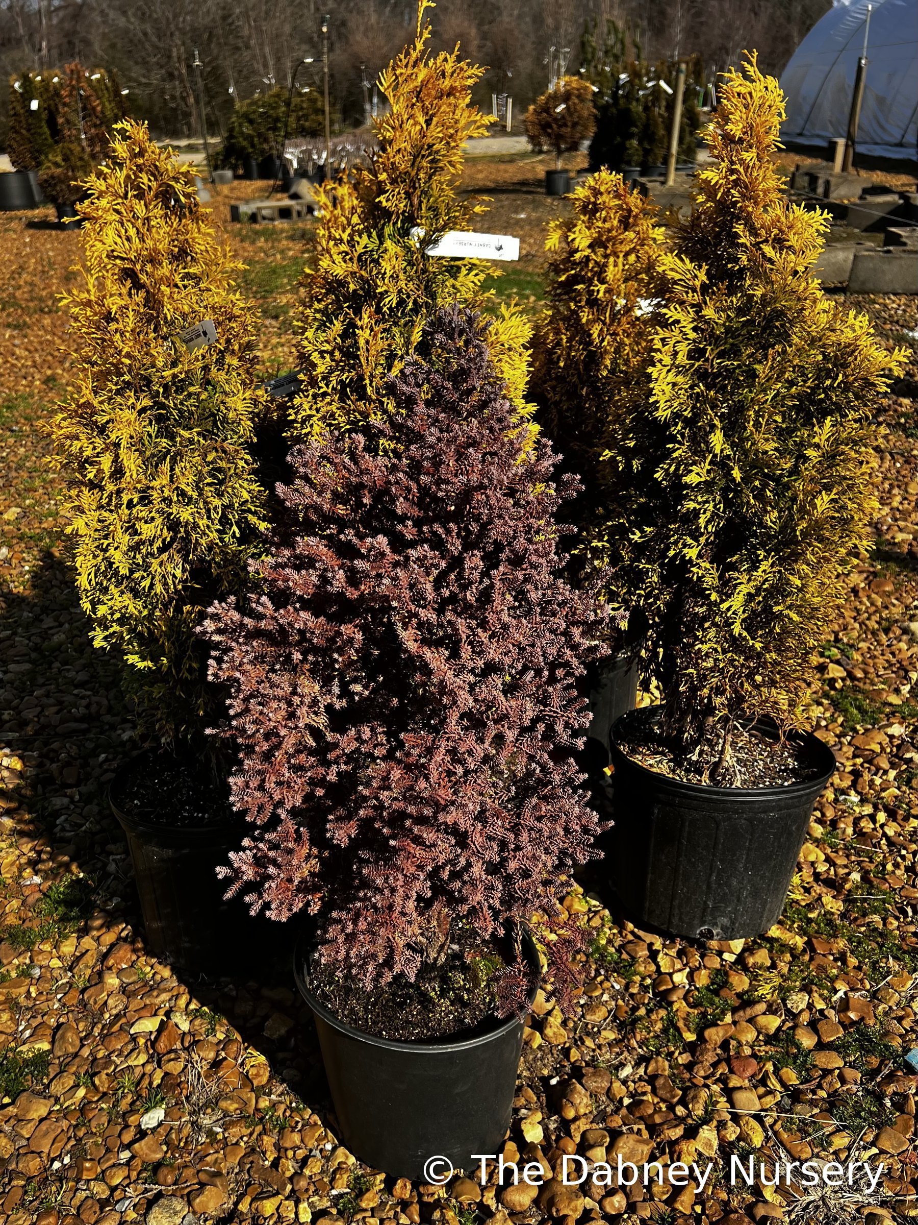 Red Star white cedar in a nursery container, narrow upright form with plum-bronze winter colour, golden arborvitae behind