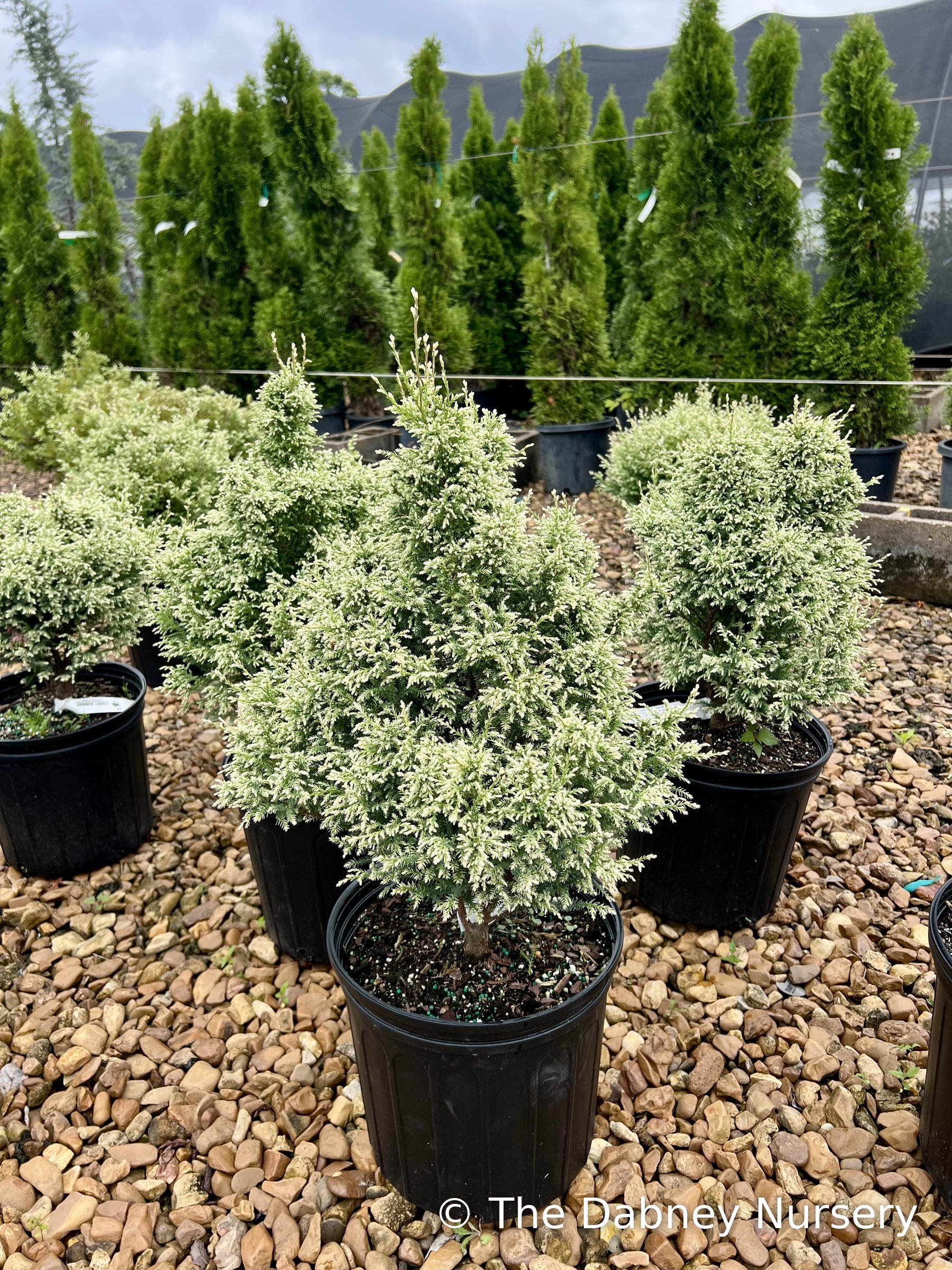 Snow false cypress in nursery containers, soft mounded foliage with white-frosted tips