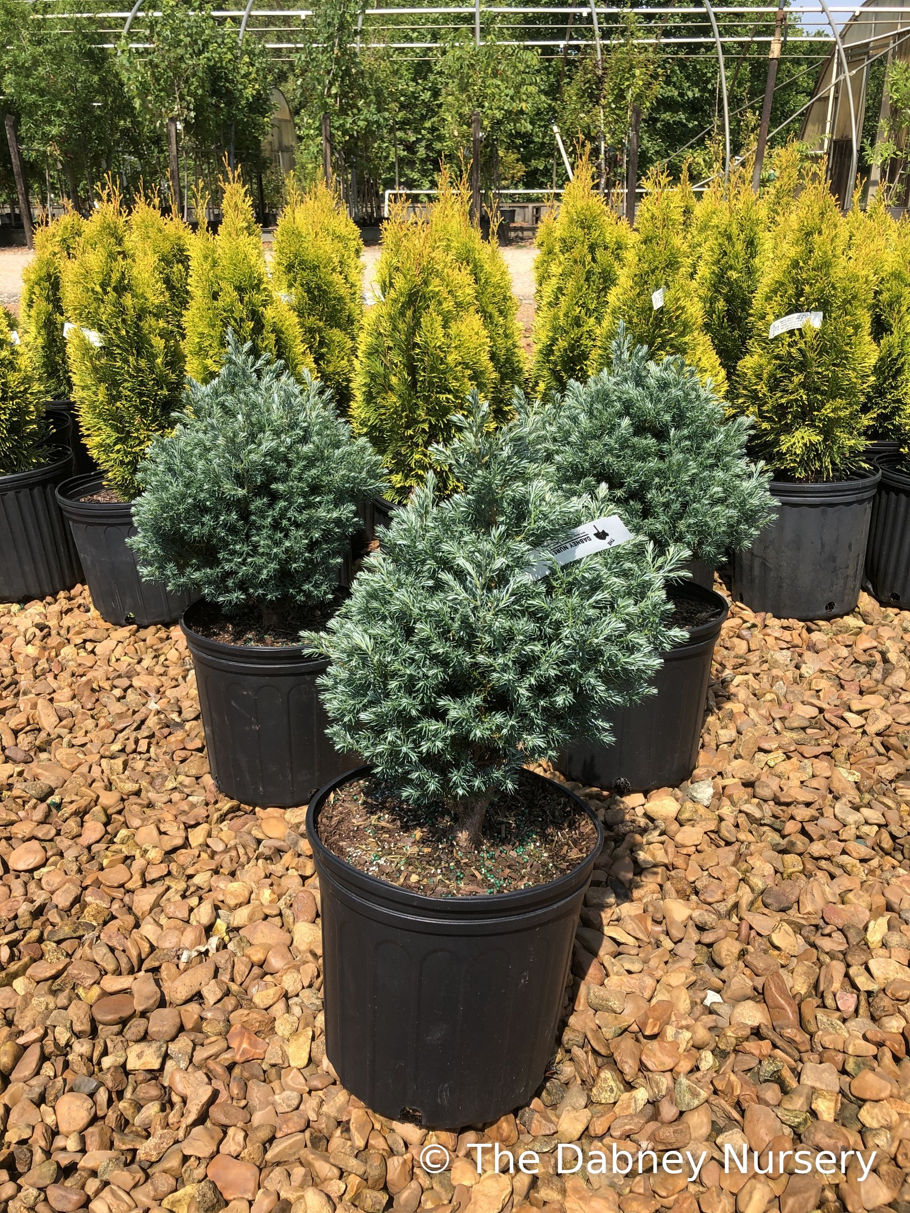 True Blue false cypress in nursery containers, rounded blue-grey plants with golden arborvitae behind