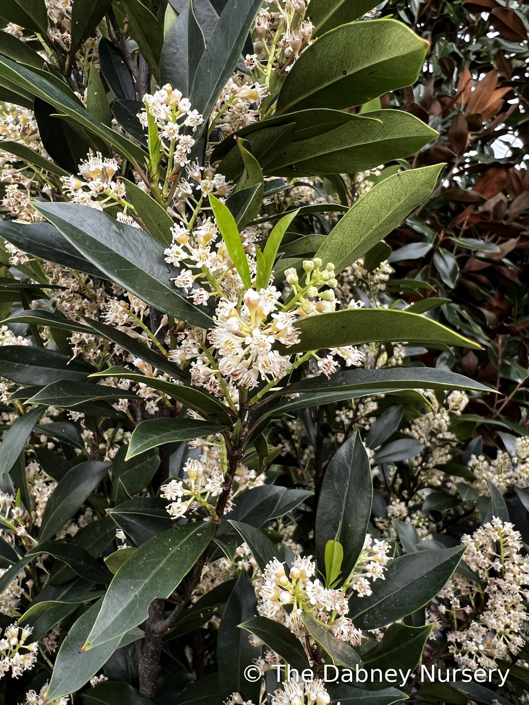 Skinny Schip - Laurel · The Dabney Nursery