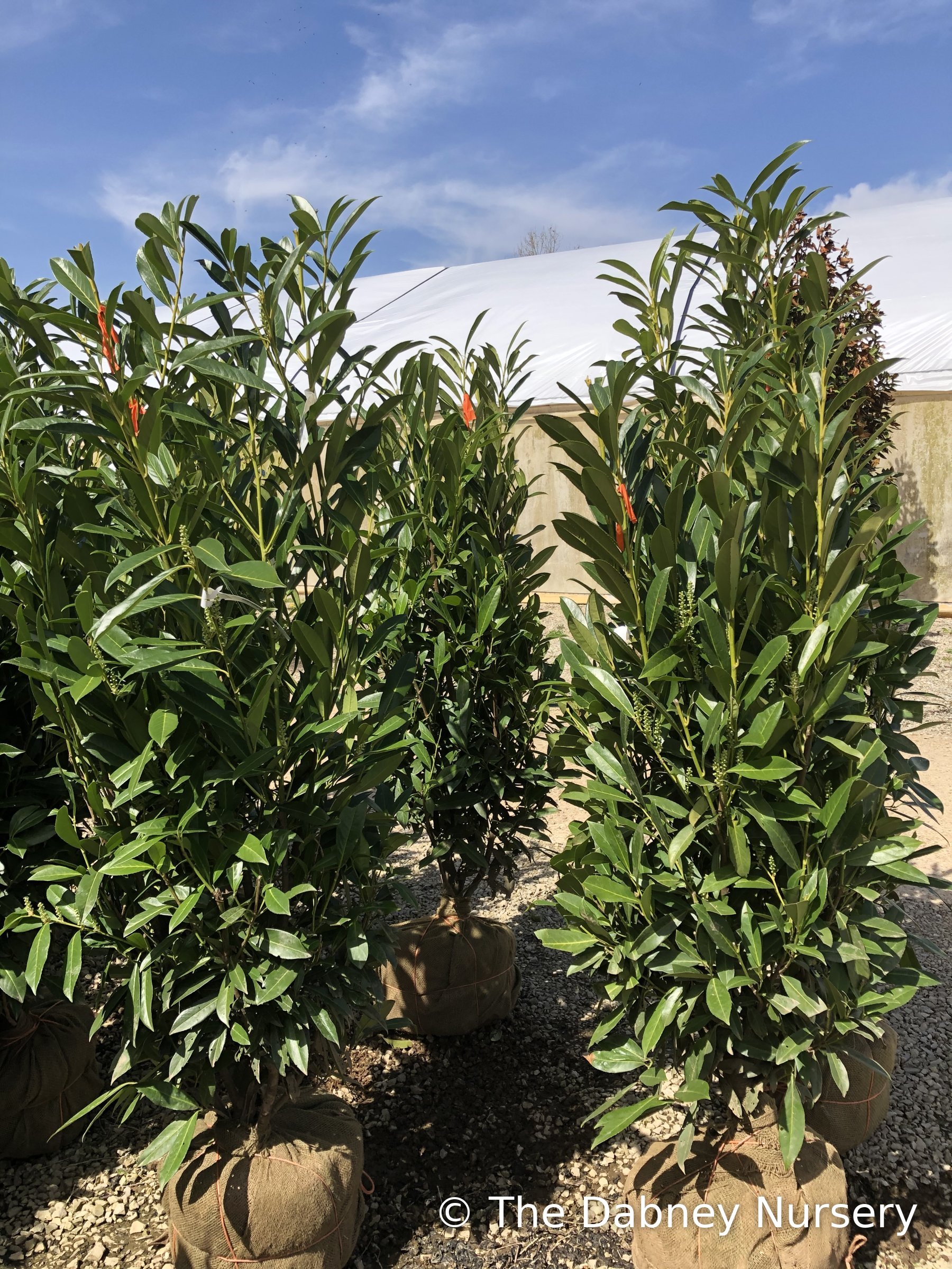 Skinny Schip - Laurel · The Dabney Nursery