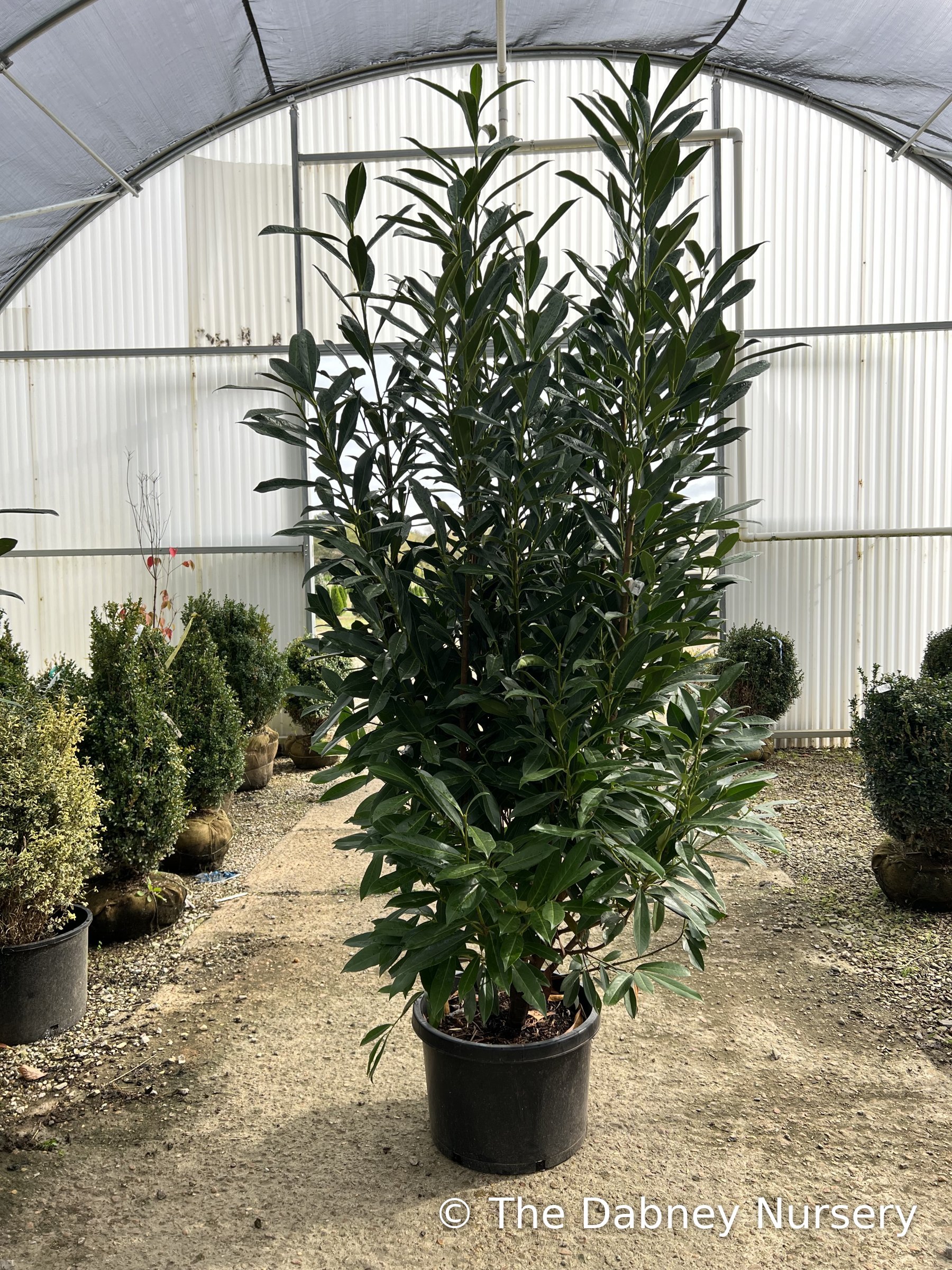 Skinny Schip - Laurel · The Dabney Nursery