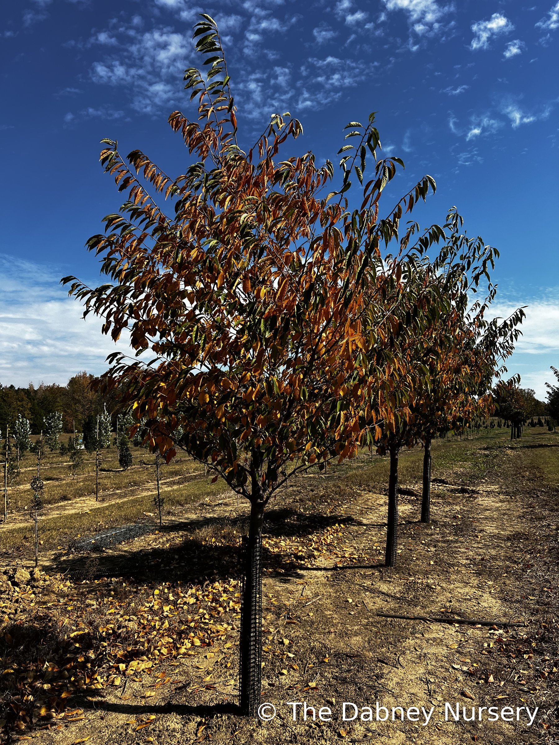 Weeping Yoshino Cherry Tree · The Dabney Nursery
