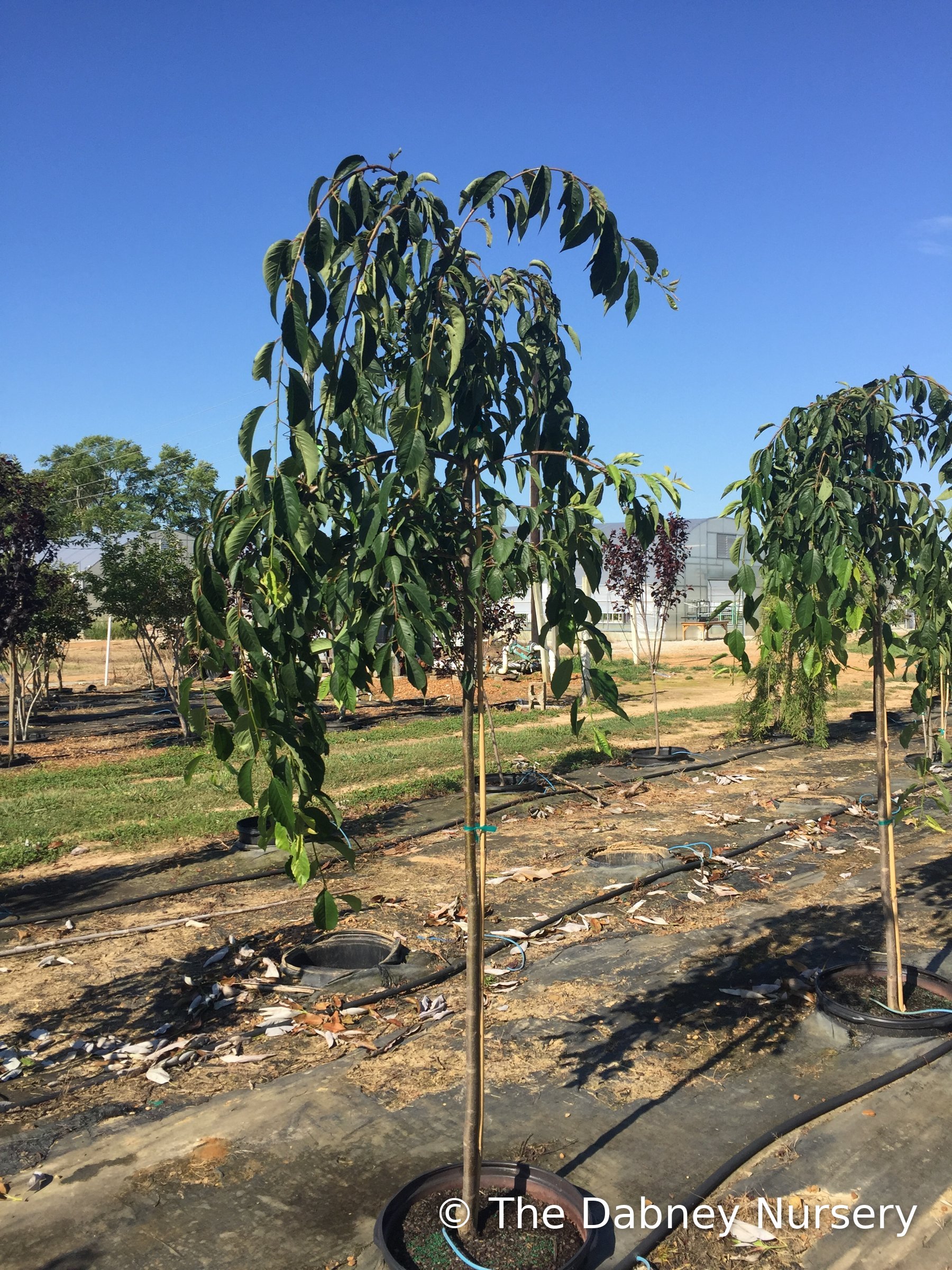 Weeping Yoshino Cherry Tree · The Dabney Nursery