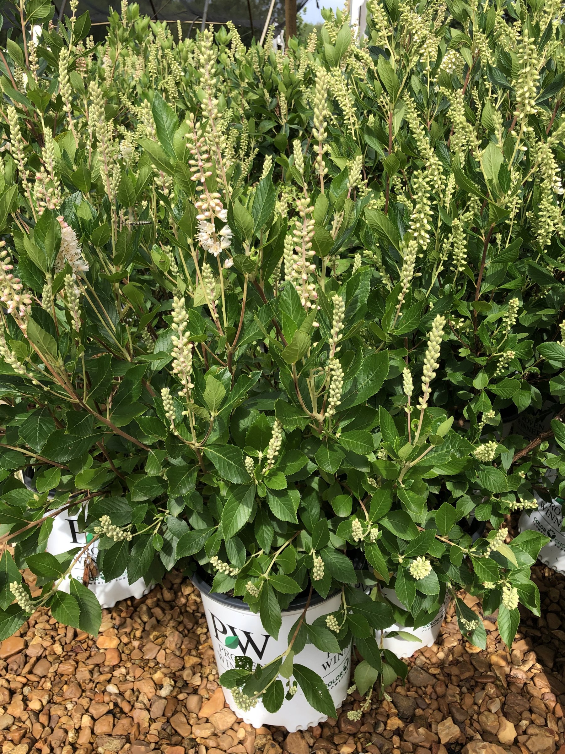 Sugartina 'Crystalina' Summersweet