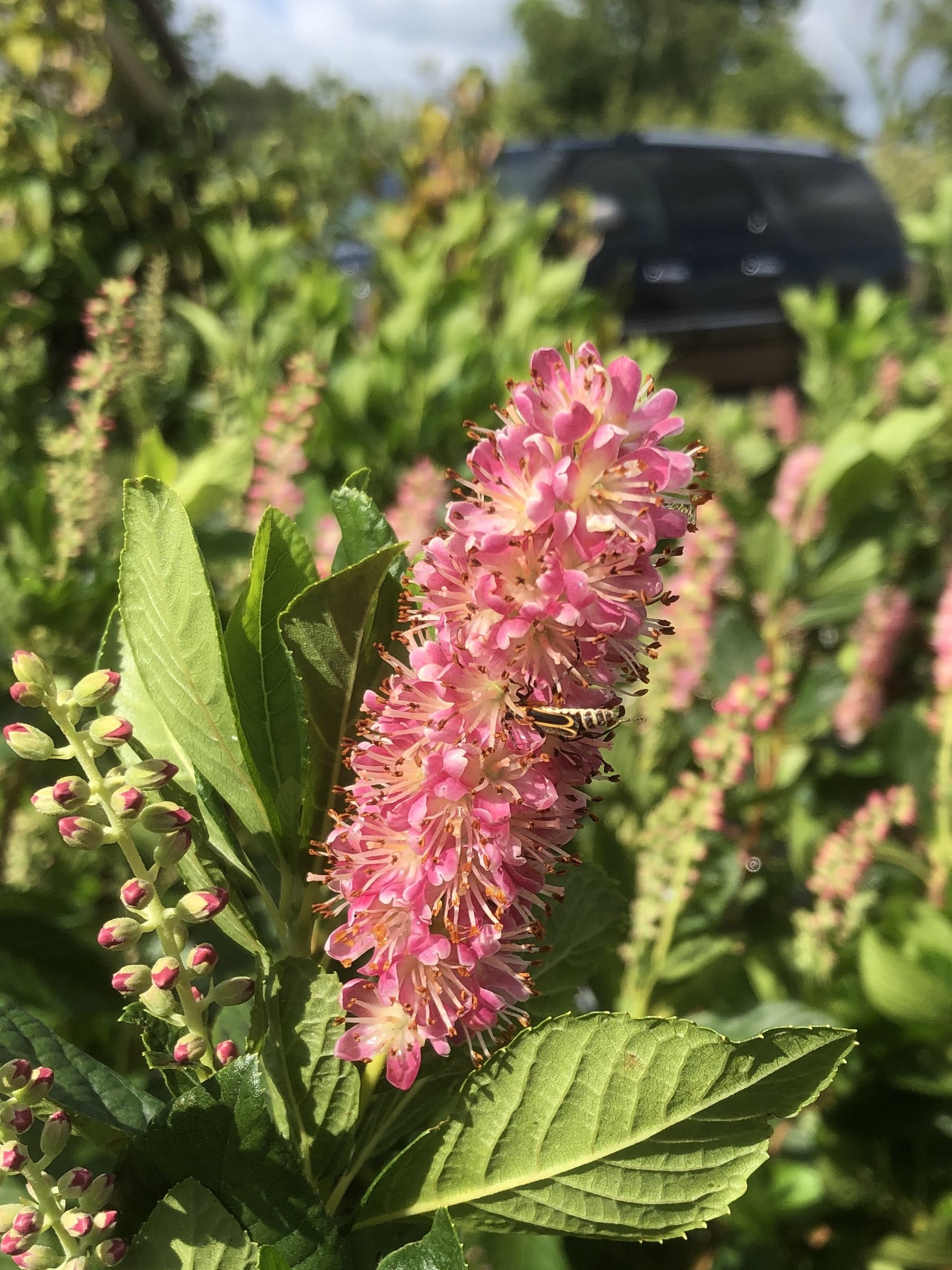 Ruby Spice clethra in bloom, deep pink bottlebrush flower spike