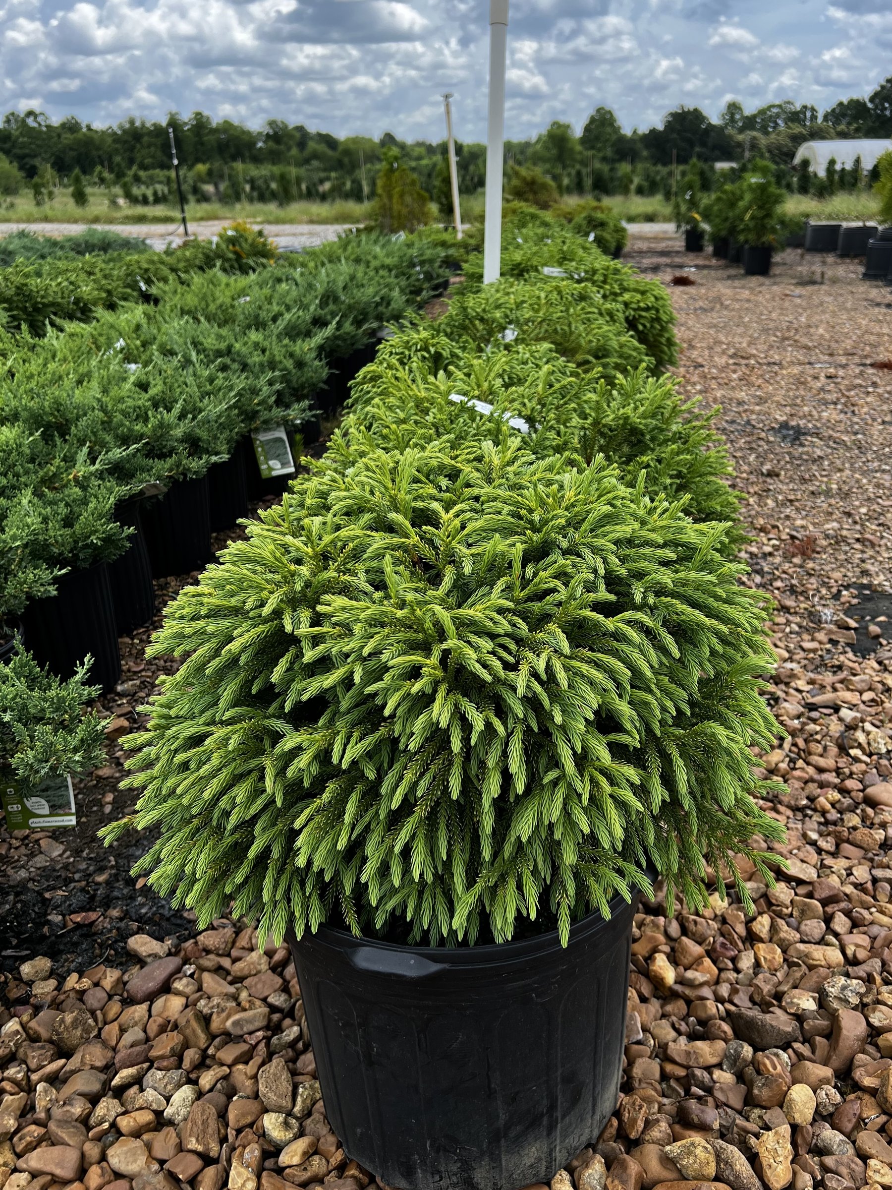 Globosa Nana cryptomeria, dense rounded green globe in a large nursery container