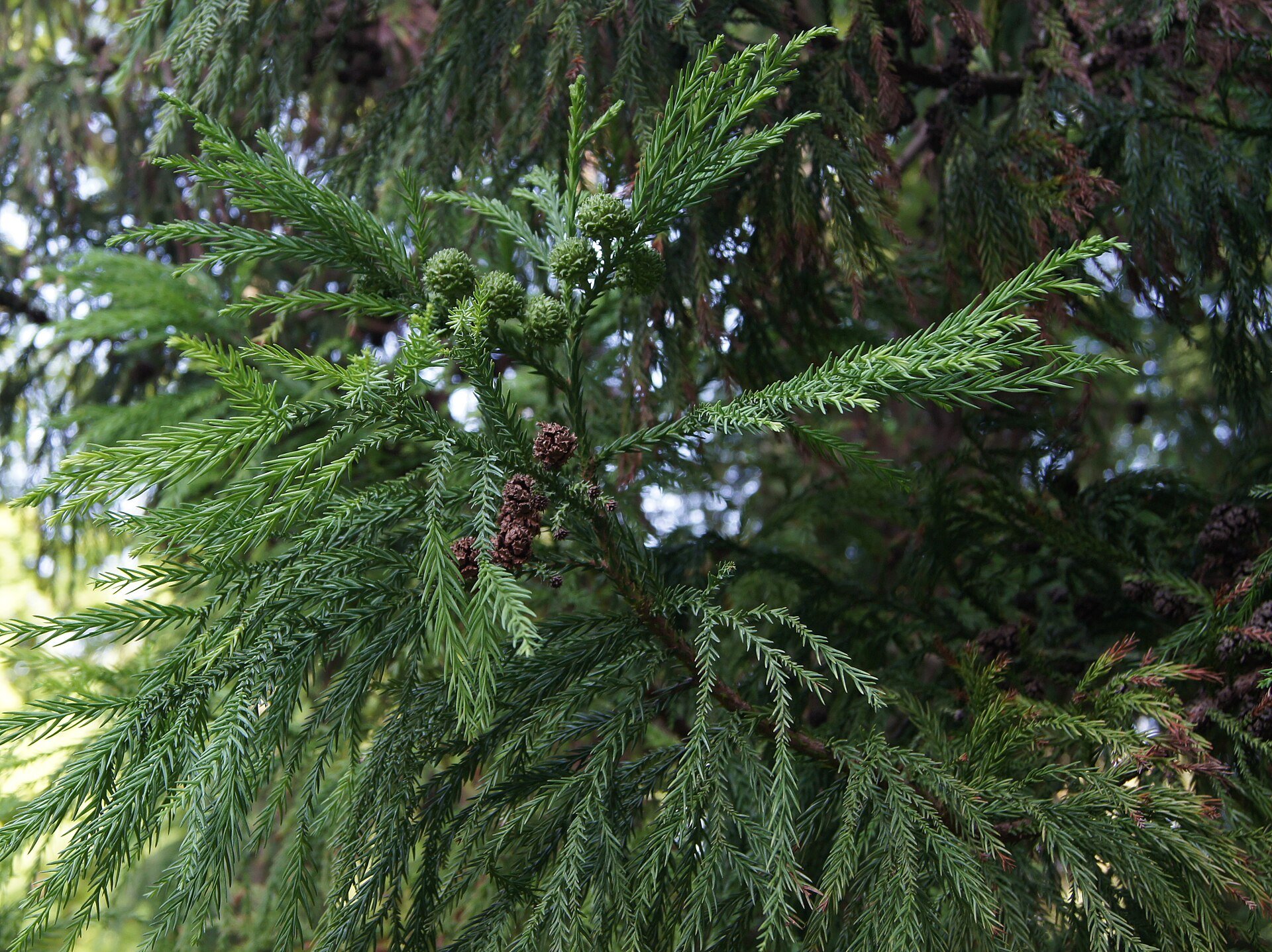 Cryptomeria japonica foliage with a green cone — species reference photo (public domain, via Wikimedia Commons)