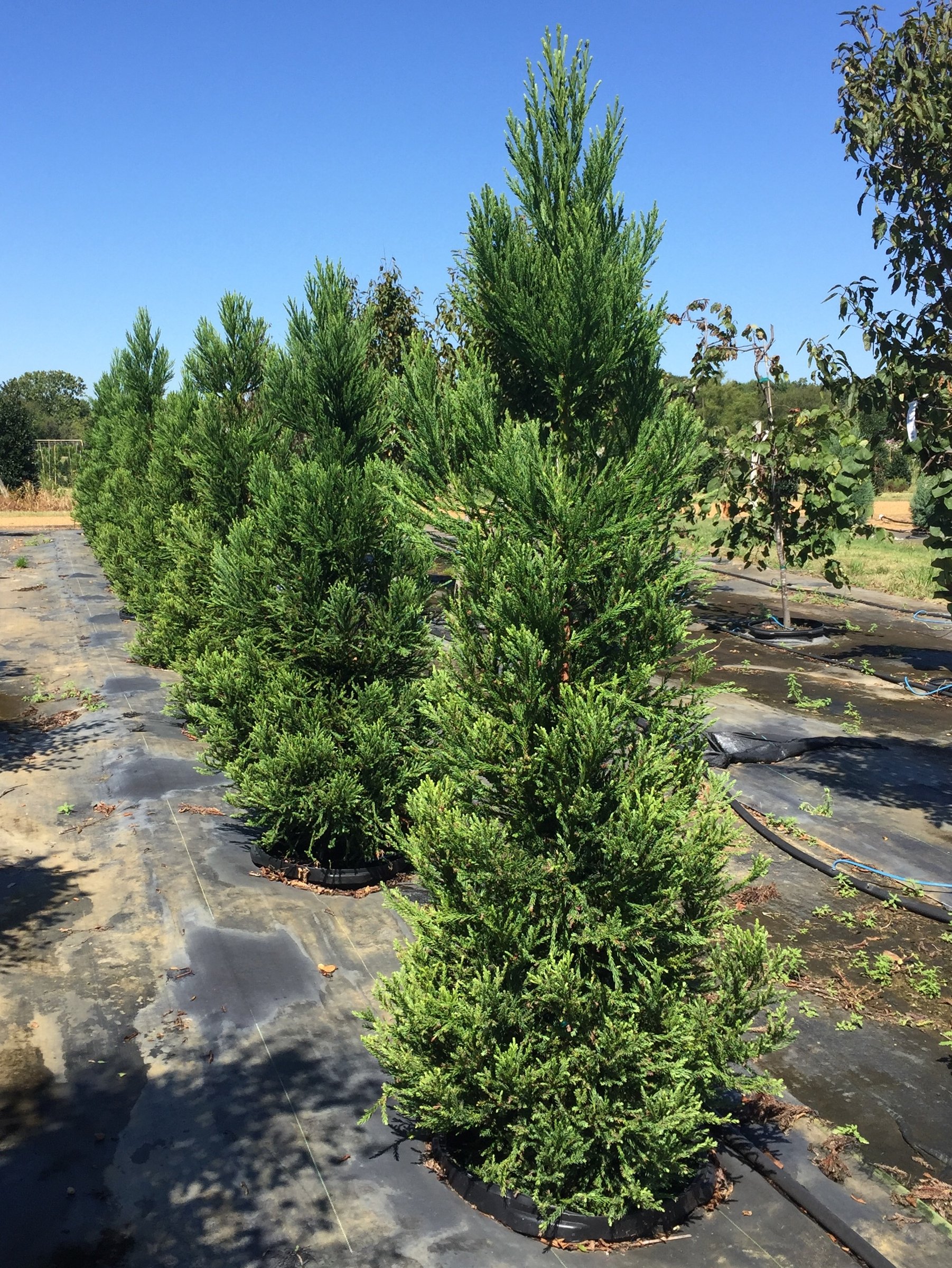 Radicans cryptomeria, single narrow green pyramidal tree growing in a nursery field