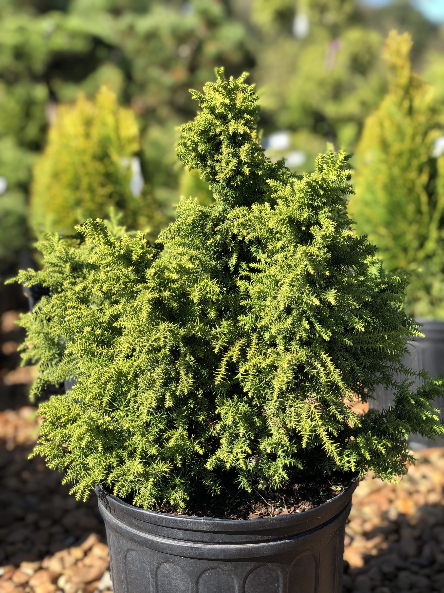 Tansu - Dwarf Cryptomeria