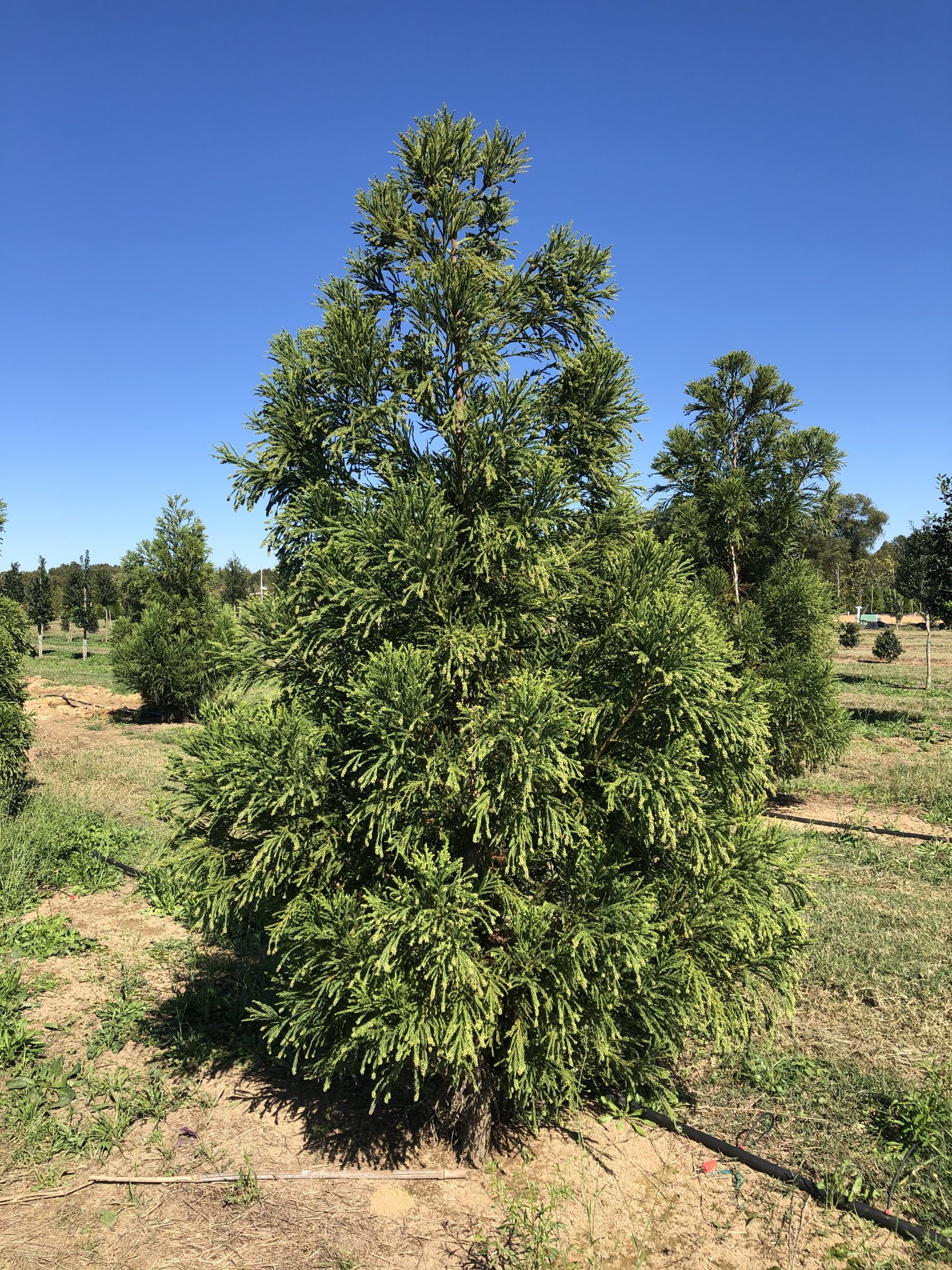 Yoshino cryptomeria, broad green pyramidal tree growing in an open field
