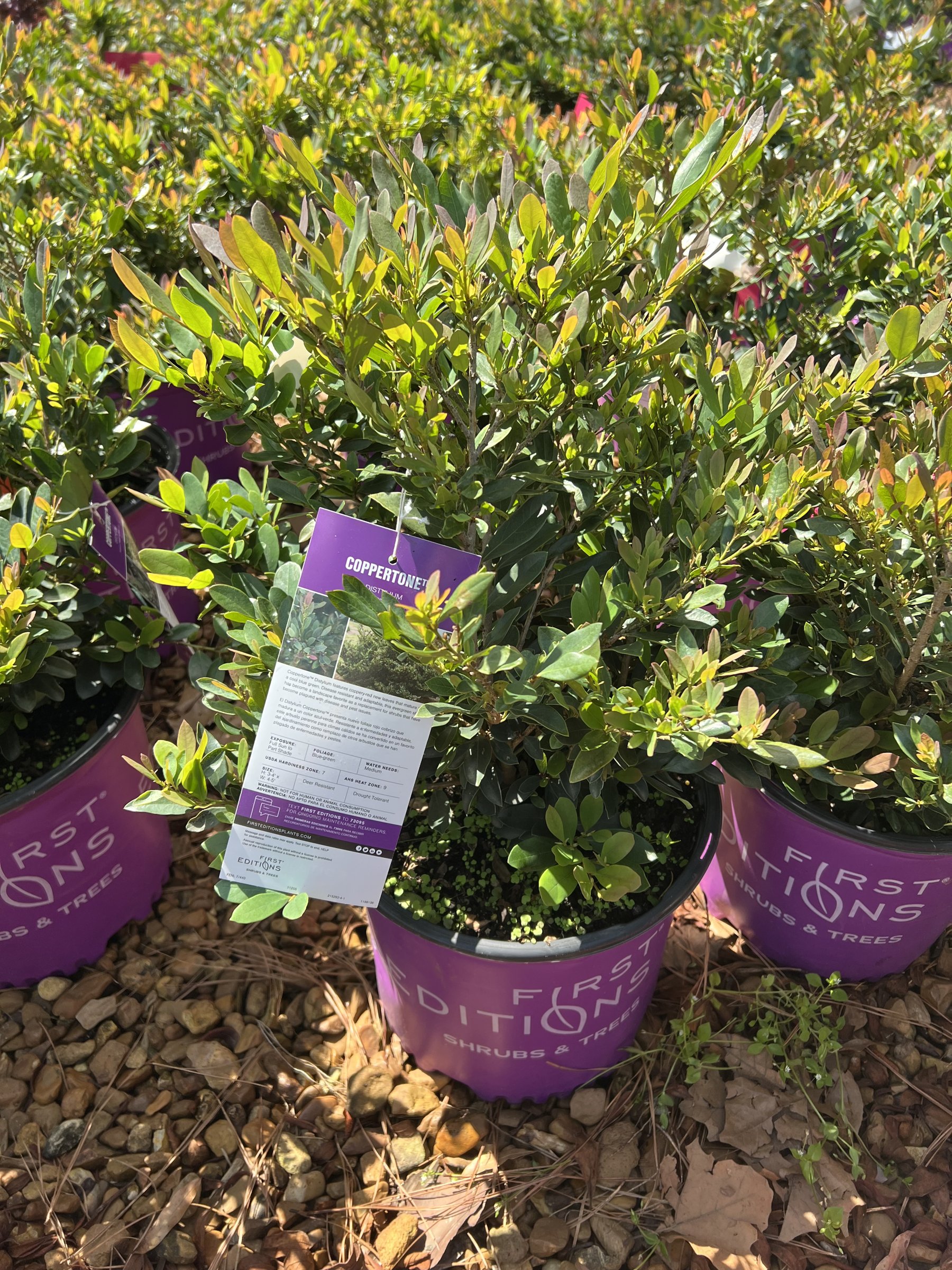 Coppertone distylium in First Editions containers, dense green foliage with coppery new growth