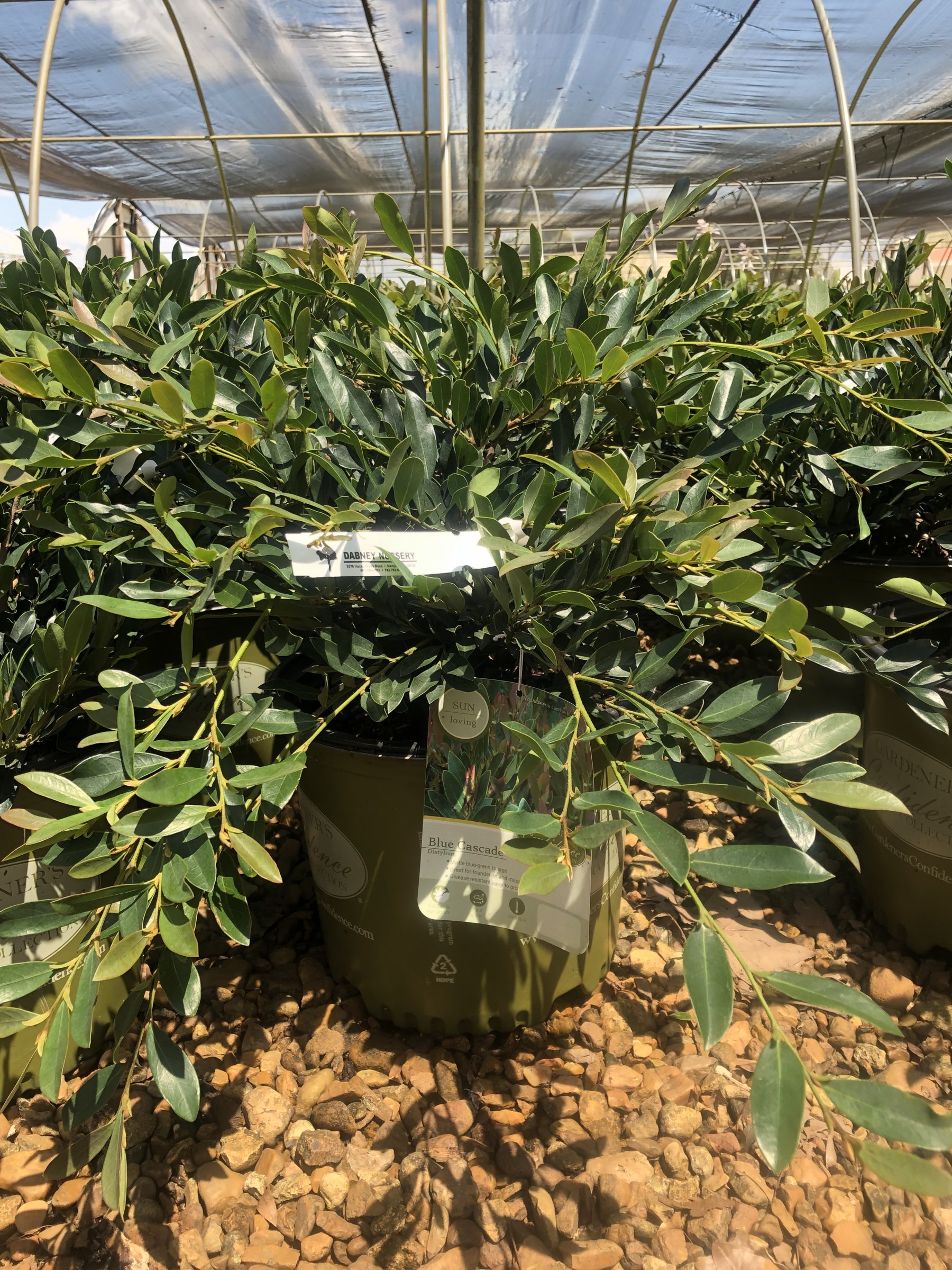 Blue Cascade distylium in a nursery container, spreading blue-green evergreen foliage