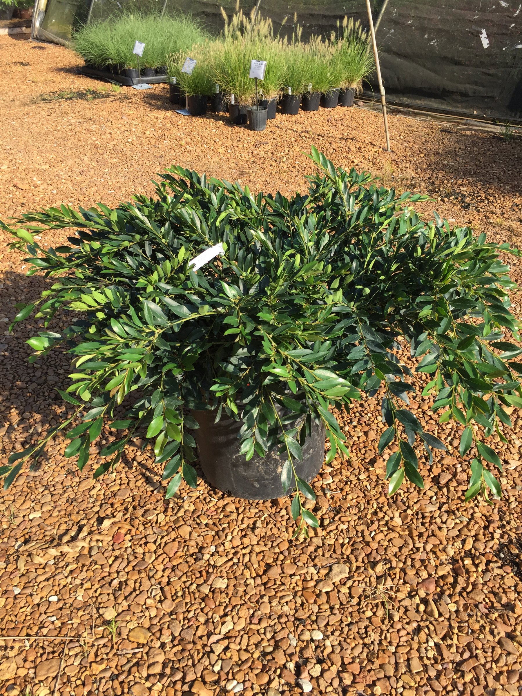 Vintage Jade distylium in a 10-gallon container, low spreading mound of dark green foliage
