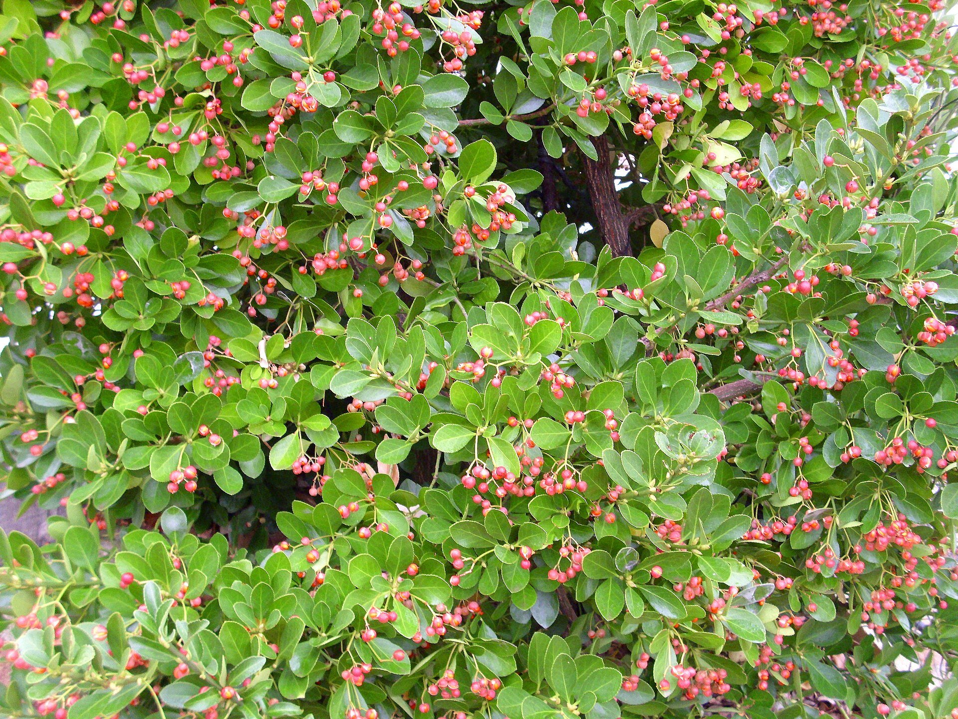 Euonymus japonicus green foliage in bud — species reference photo (public domain, via Wikimedia Commons)