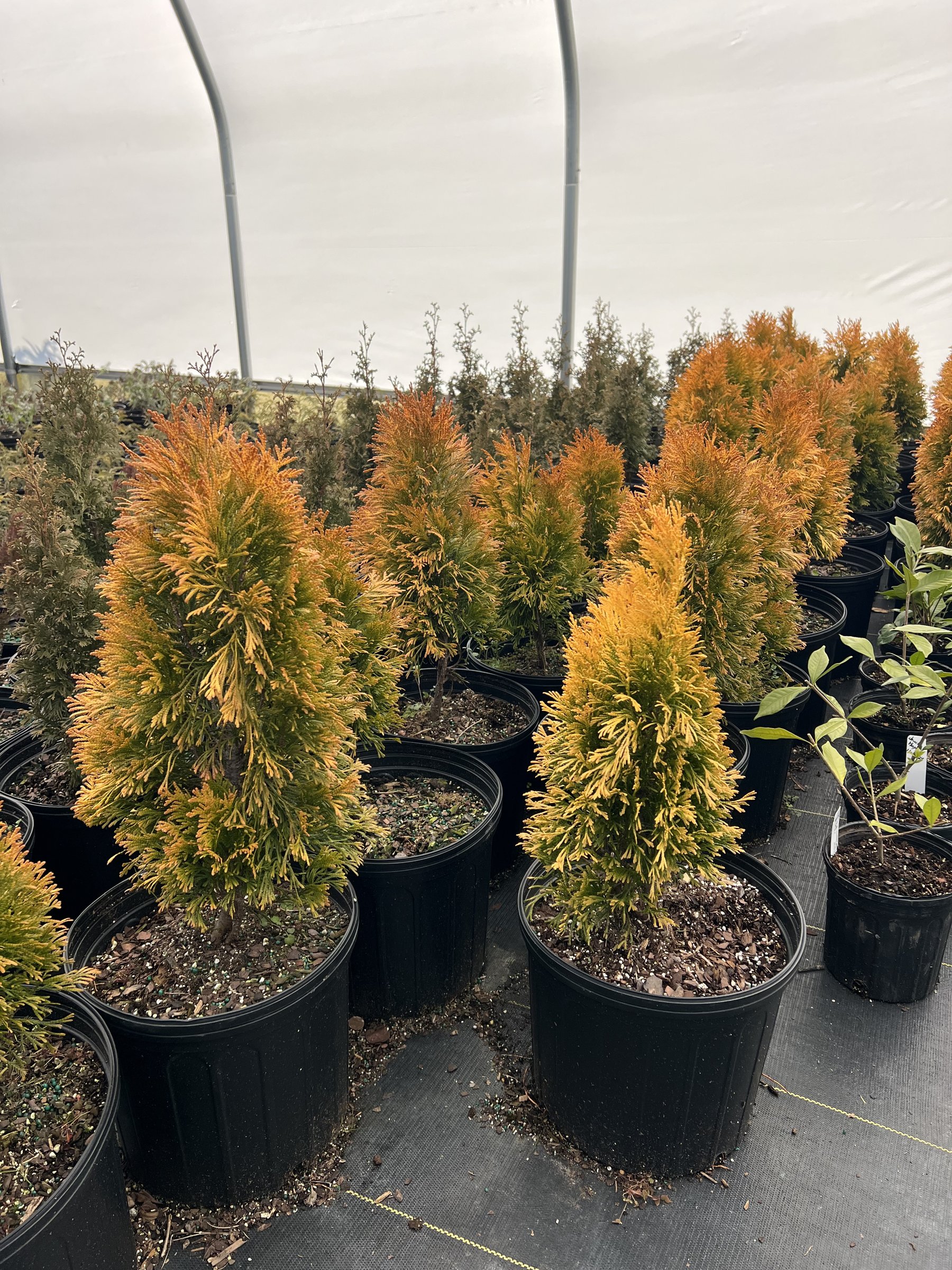 Emerald 'n Gold - Euonymus