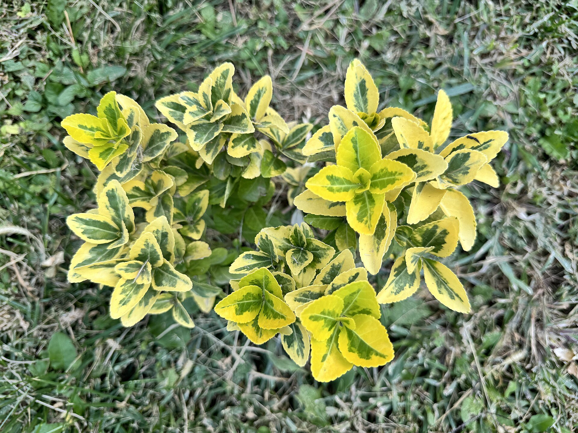 Euonymus japonicus gold-variegated foliage — species reference photo (photo Jamshid Nurkulov, CC BY-SA 4.0, via Wikimedia Commons)