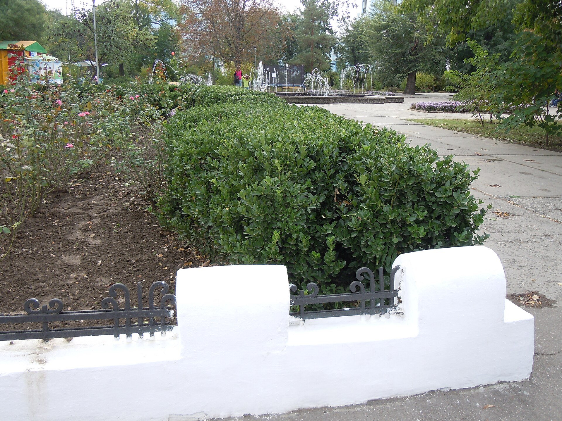 Euonymus japonicus clipped as a green hedge — species reference photo (photo Yuriy Kvach, CC BY-SA 4.0, via Wikimedia Commons)