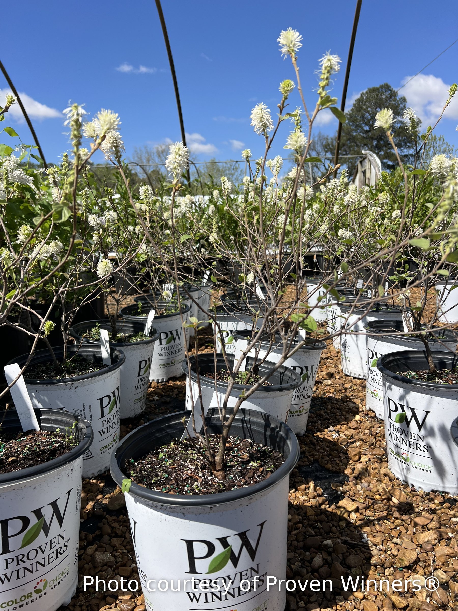 Legend of the Small fothergilla flowering in a Proven Winners pot, white bottlebrush blooms
