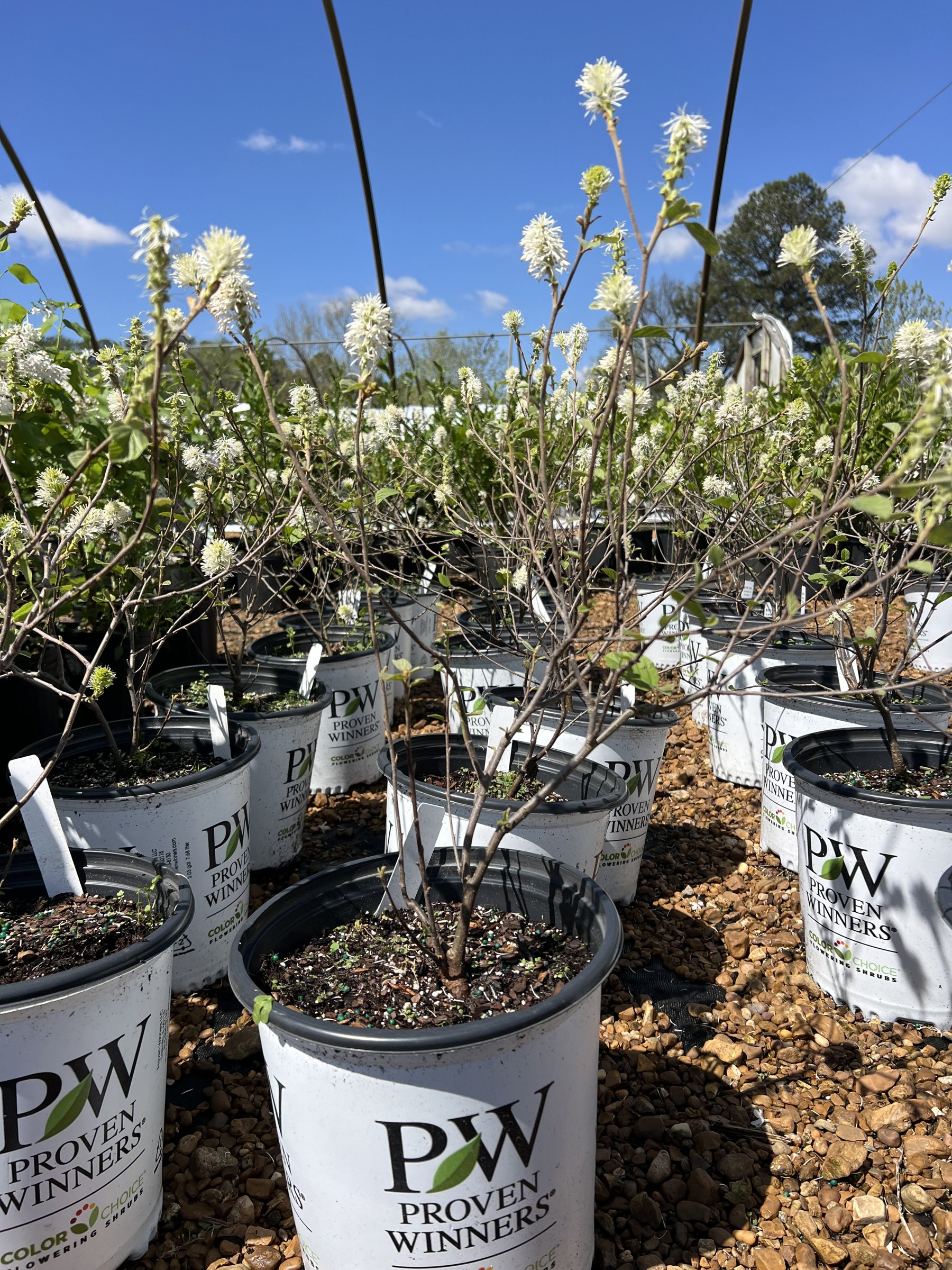 Legend of the Small fothergilla flowering in a Proven Winners pot, white bottlebrush blooms