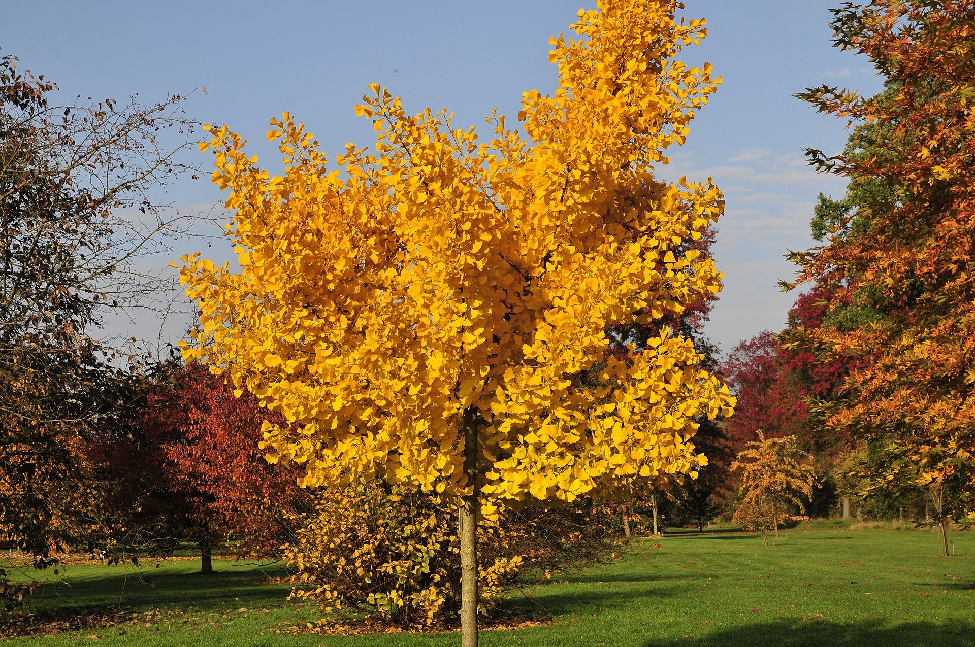 Goldspire Ginkgo Tree — species reference photo