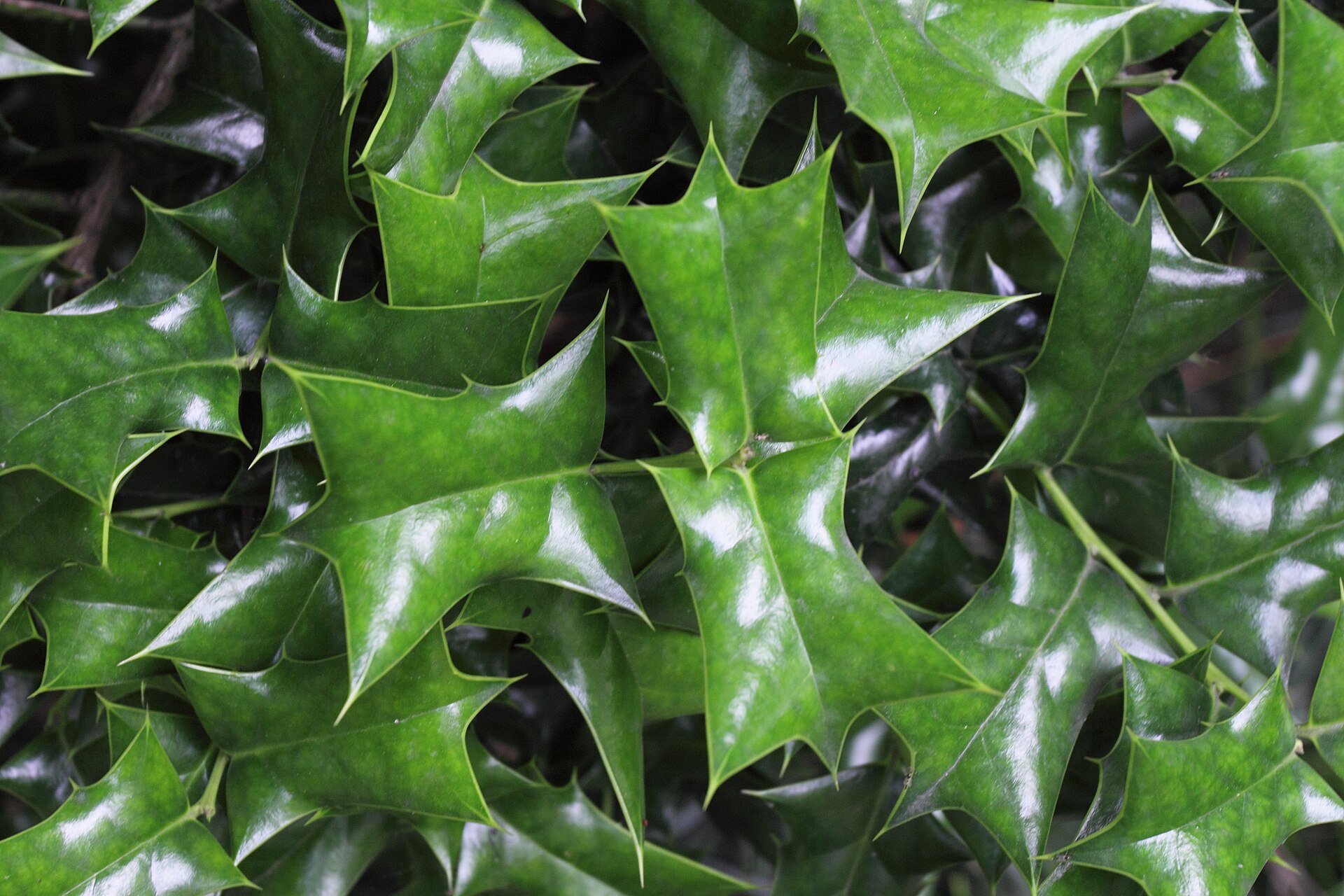 Ilex cornuta glossy spined foliage — species reference photo (photo Zhangzhugang, CC BY-SA 4.0, via Wikimedia Commons)
