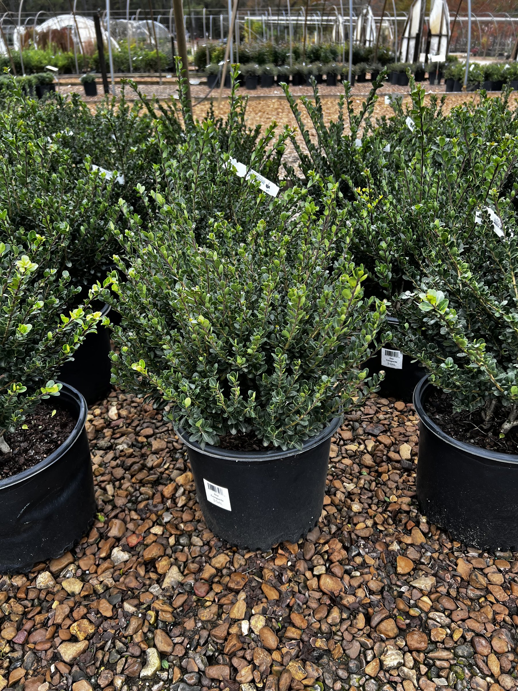 Compacta holly in a 3-gallon pot, dense dark green small-leaved shrub