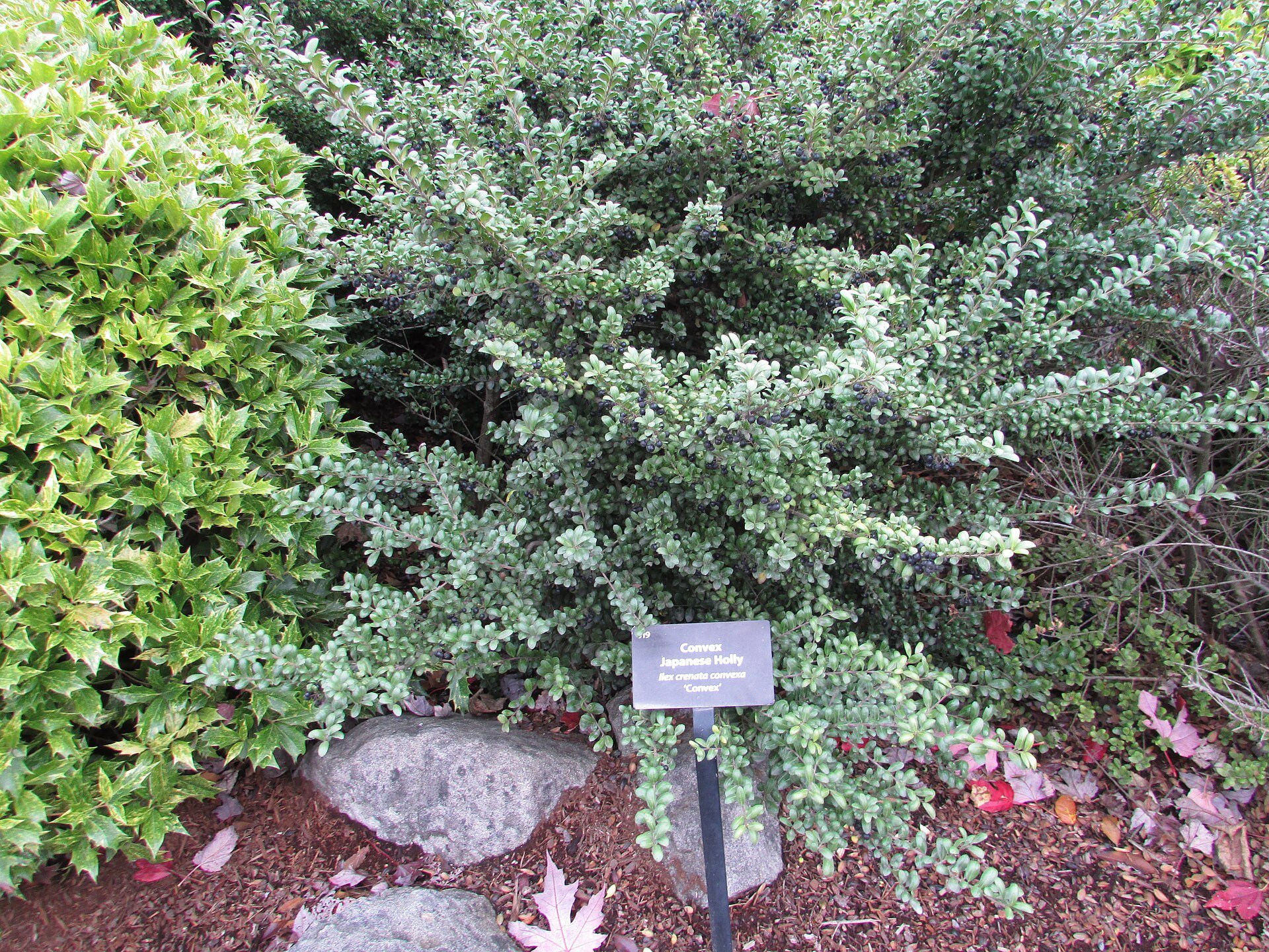 Ilex crenata grown as a mounded evergreen shrub — species reference photo (photo Chris Light, CC BY-SA 4.0, via Wikimedia Commons)