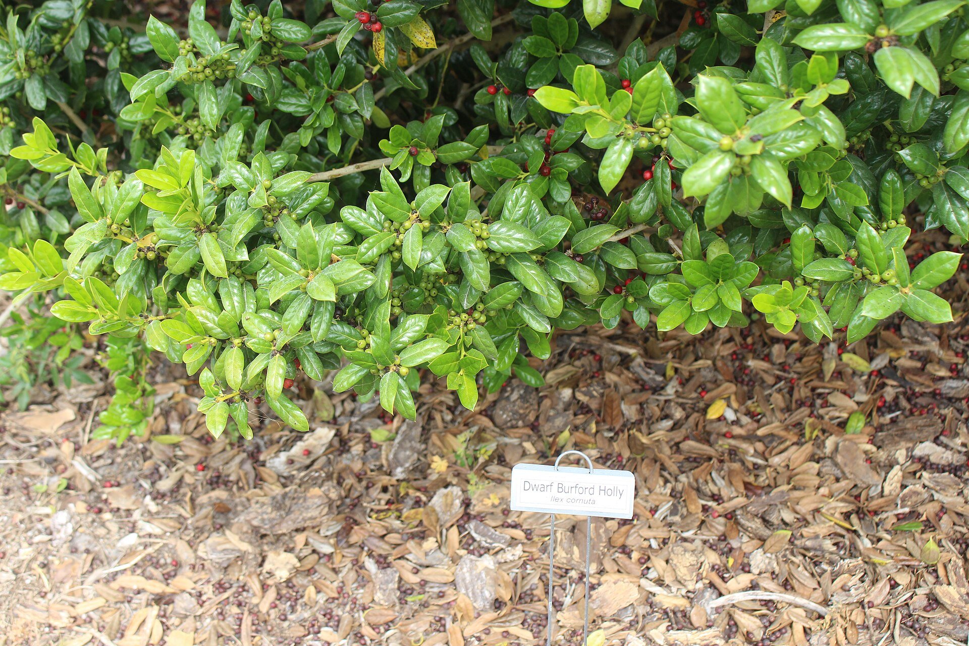 Dwarf Burford - Holly (photo Mjrmtg, CC BY 4.0, via Wikimedia Commons)