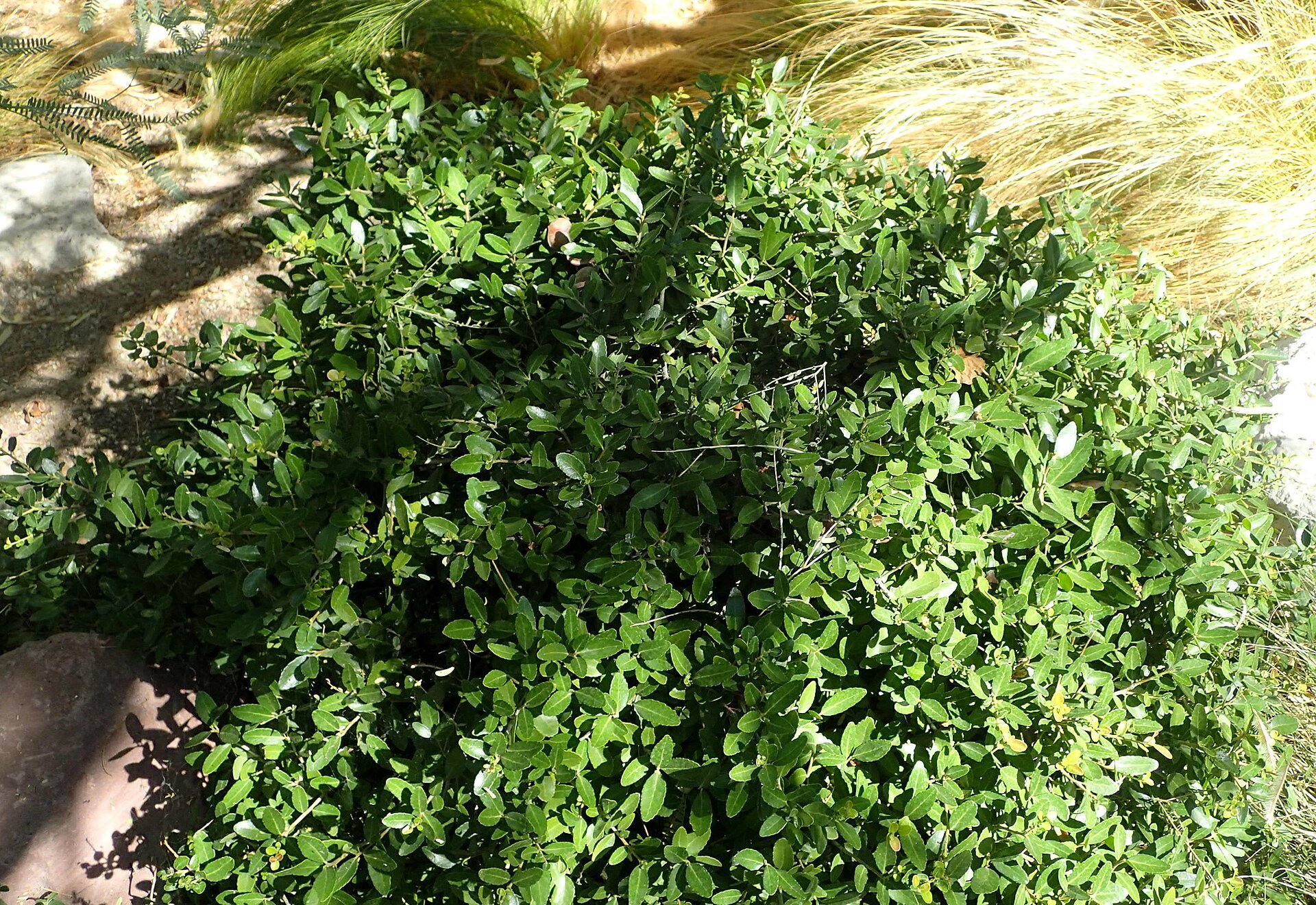 Dwarf Yaupon - Holly (photo Krzysztof Ziarnek, Kenraiz, CC BY-SA 4.0, via Wikimedia Commons)