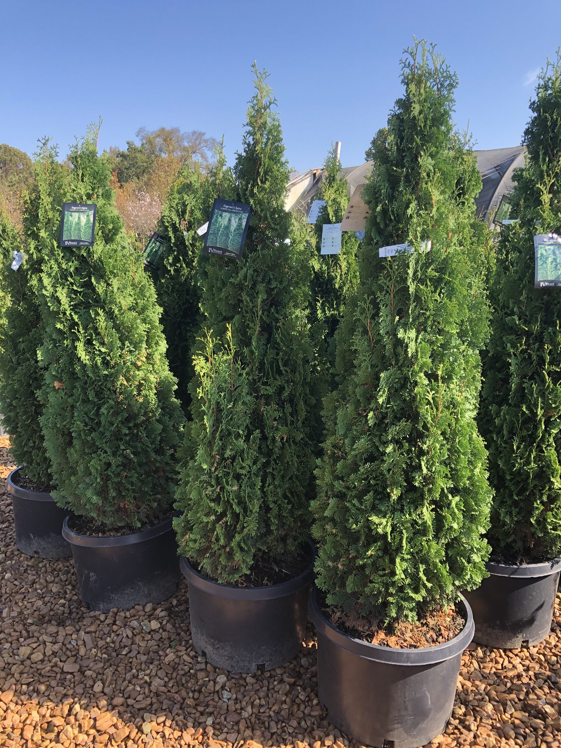 DeGroot's Spire arborvitae in 10-gallon pots, narrow green columns
