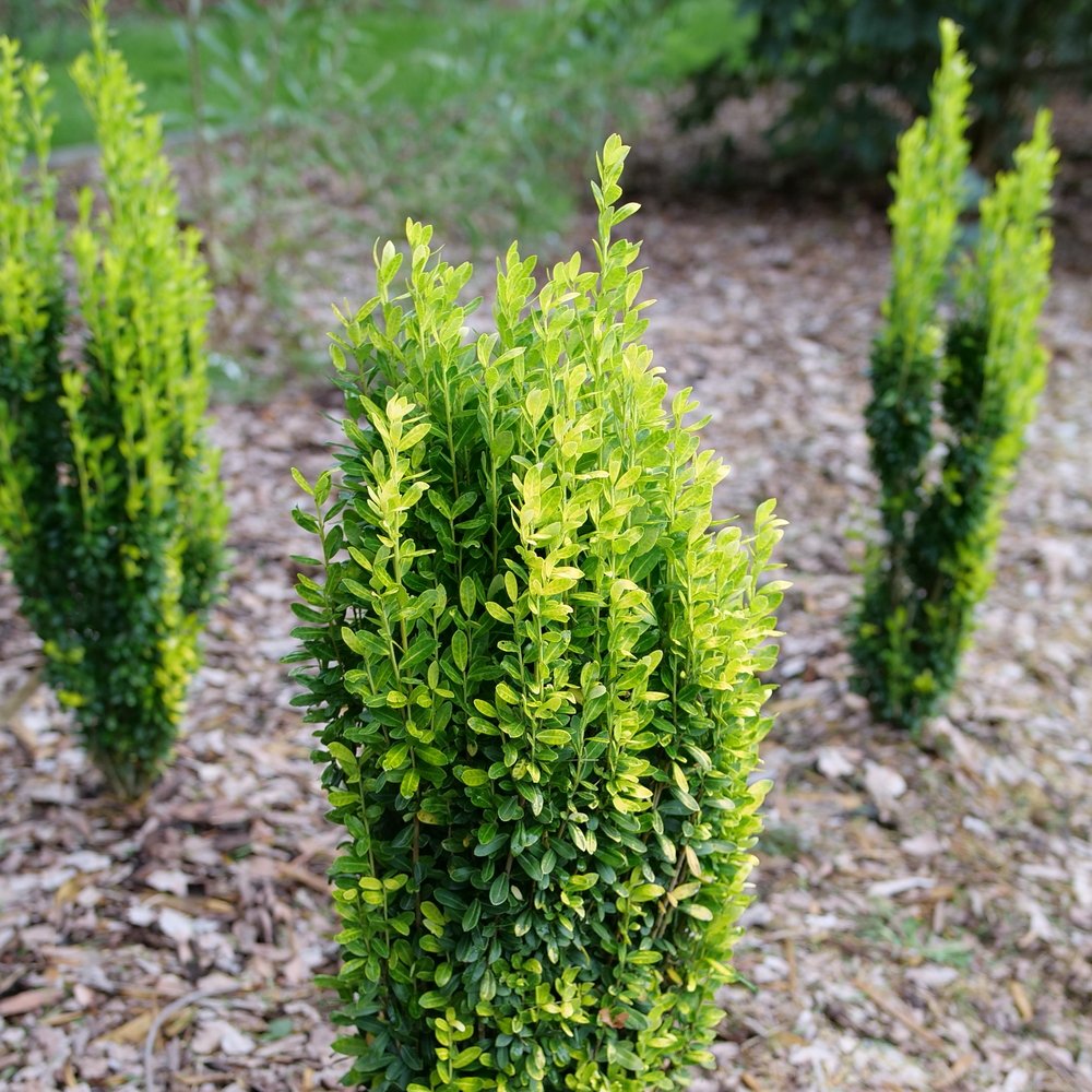 Glow Stick holly, Proven Winners photo - the plant itself