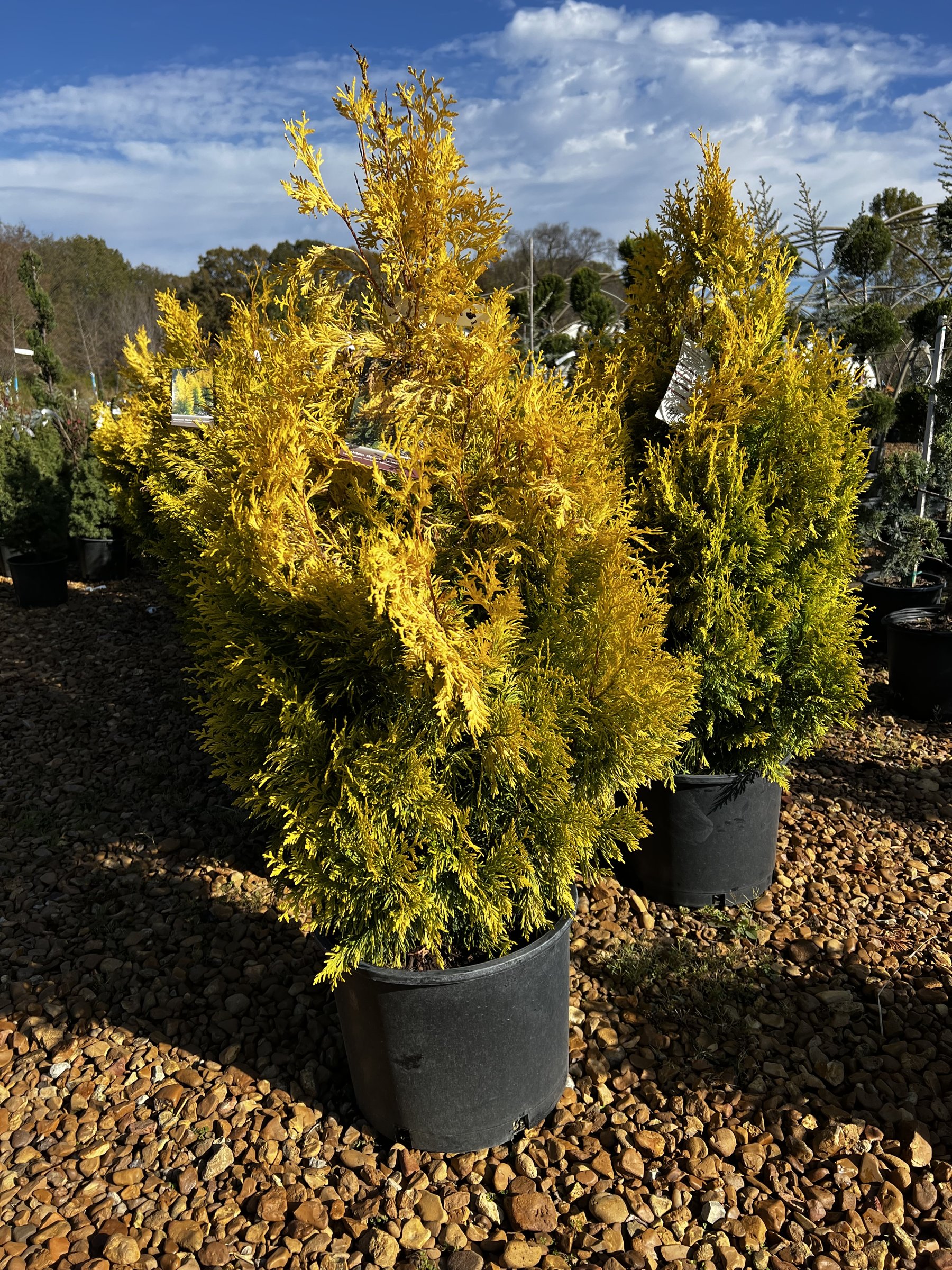 Golden Spire arborvitae in a nursery container, bright gold upright foliage