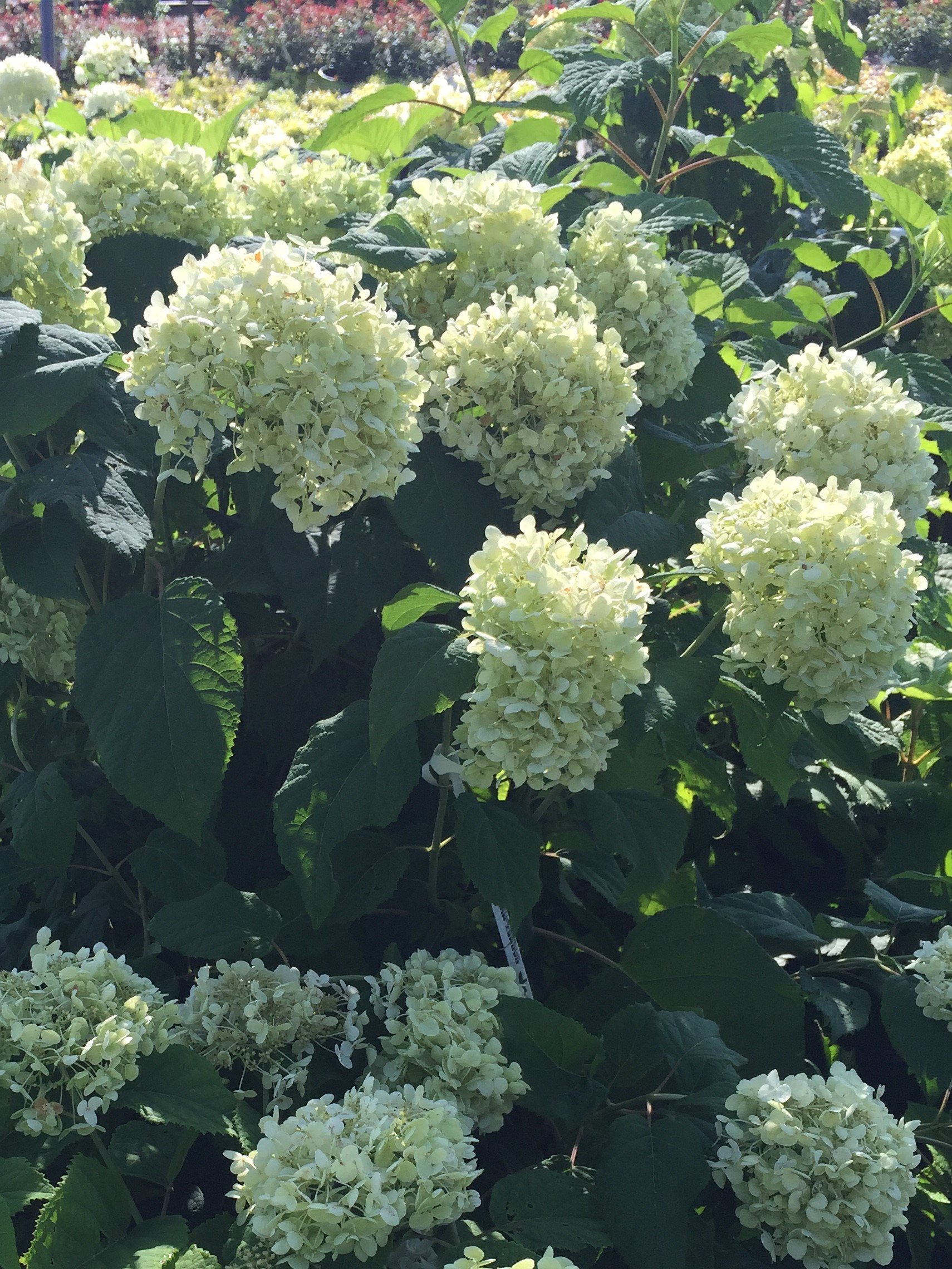 Annabelle hydrangea, large white mophead blooms above broad green leaves
