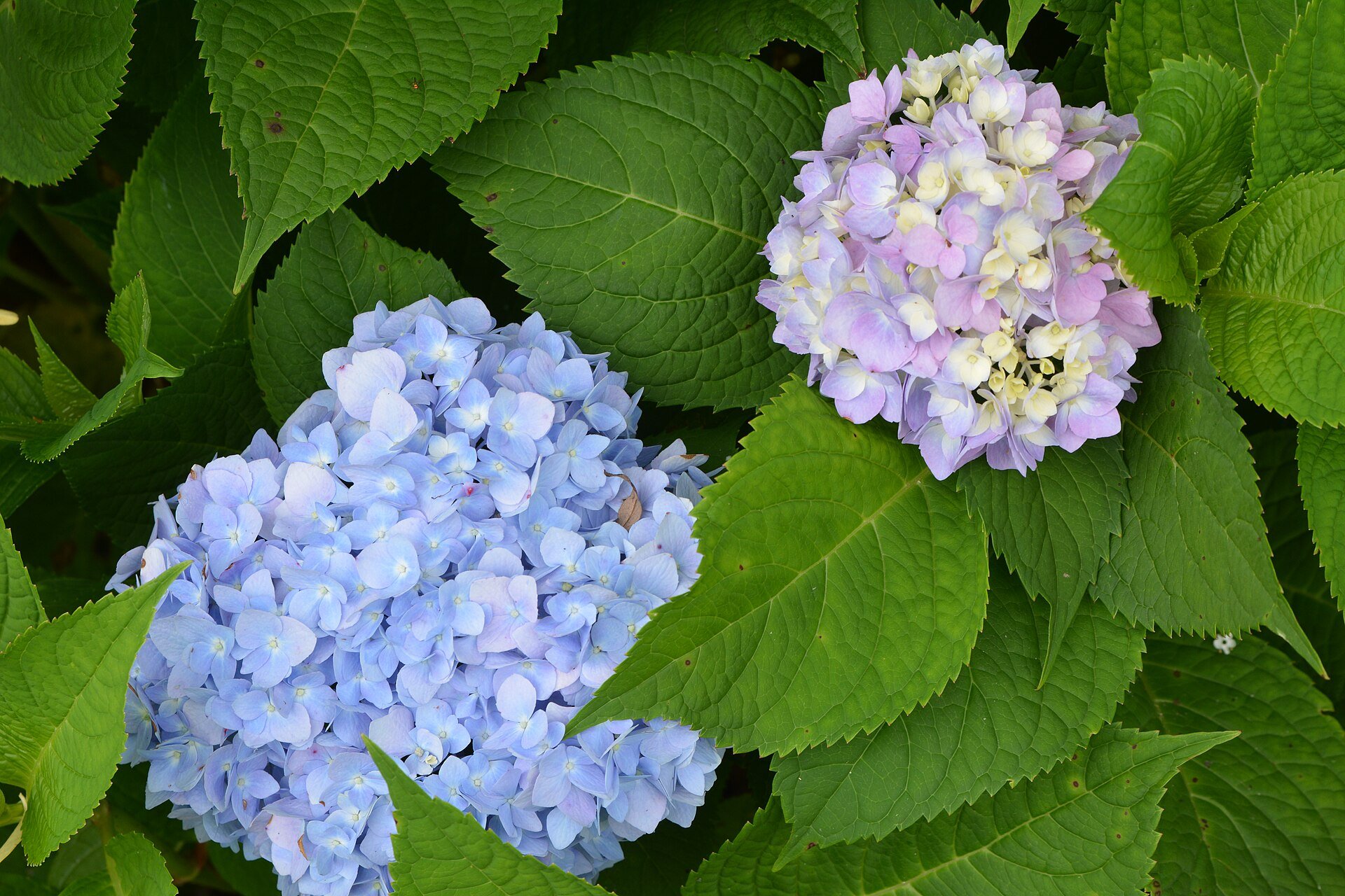 Endless Summer - Bloomstruck - Hydrangea — Hydrangea macrophylla in bloom, blue and pink mophead heads, species reference photo (photo Michele Dorsey Walfred, CC BY 2.0, via Wikimedia Commons)