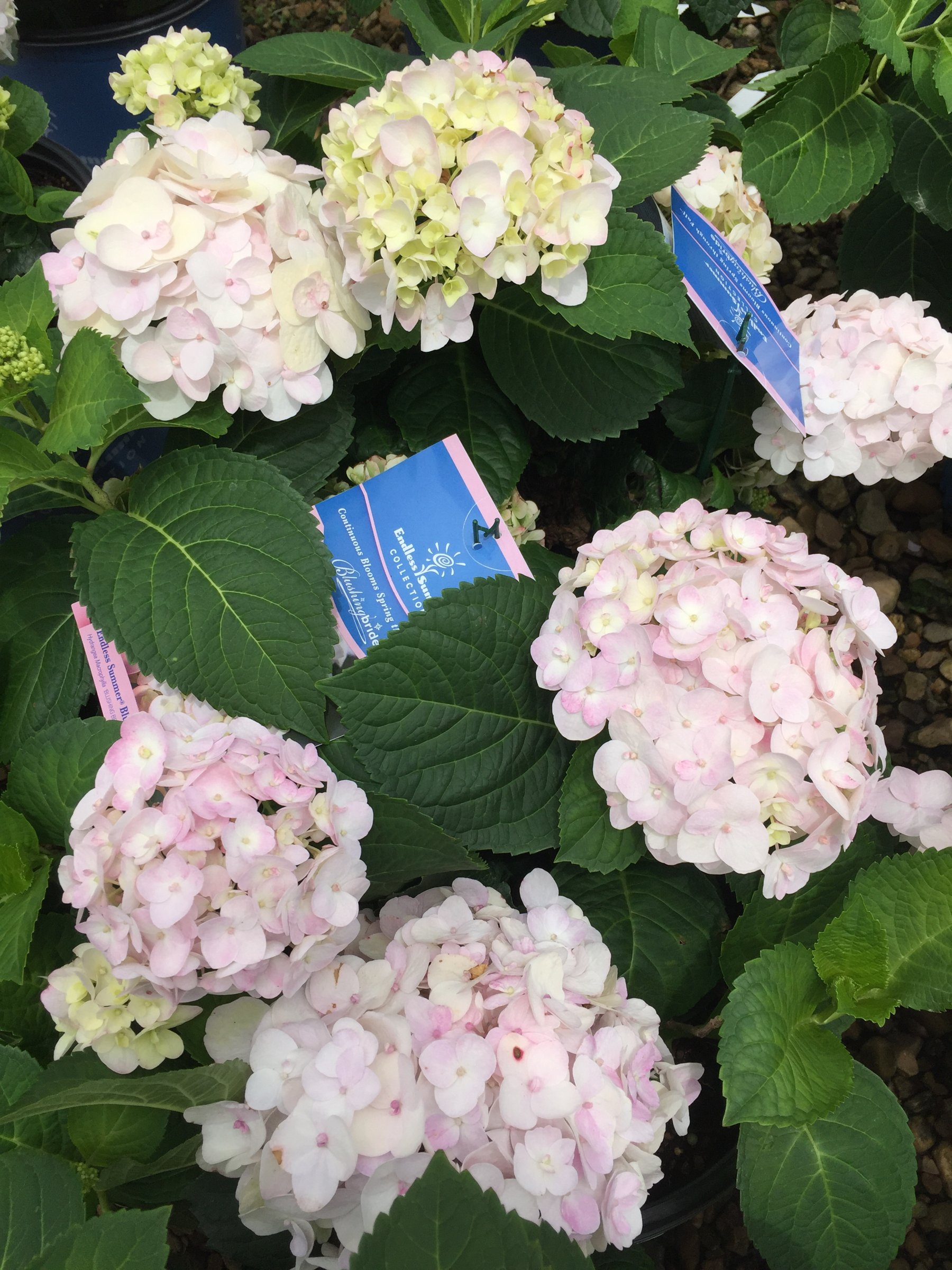 Blushing Bride hydrangea, pale pink and cream mophead blooms with Endless Summer tags among the leaves