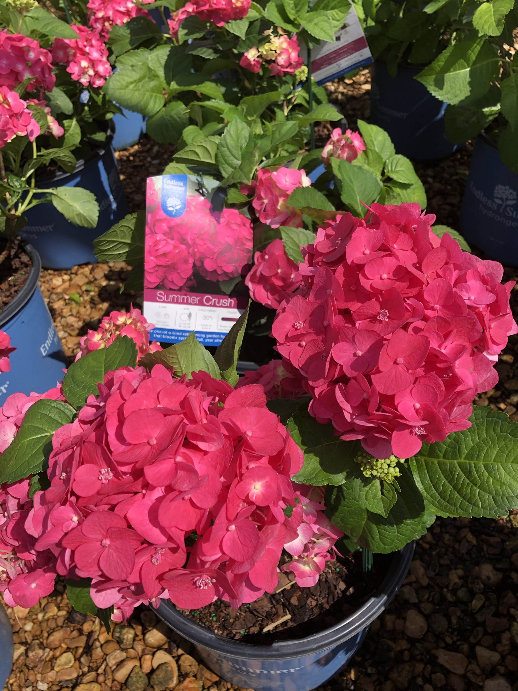 Summer Crush hydrangea in an Endless Summer container, deep raspberry-pink mophead blooms with the cultivar tag