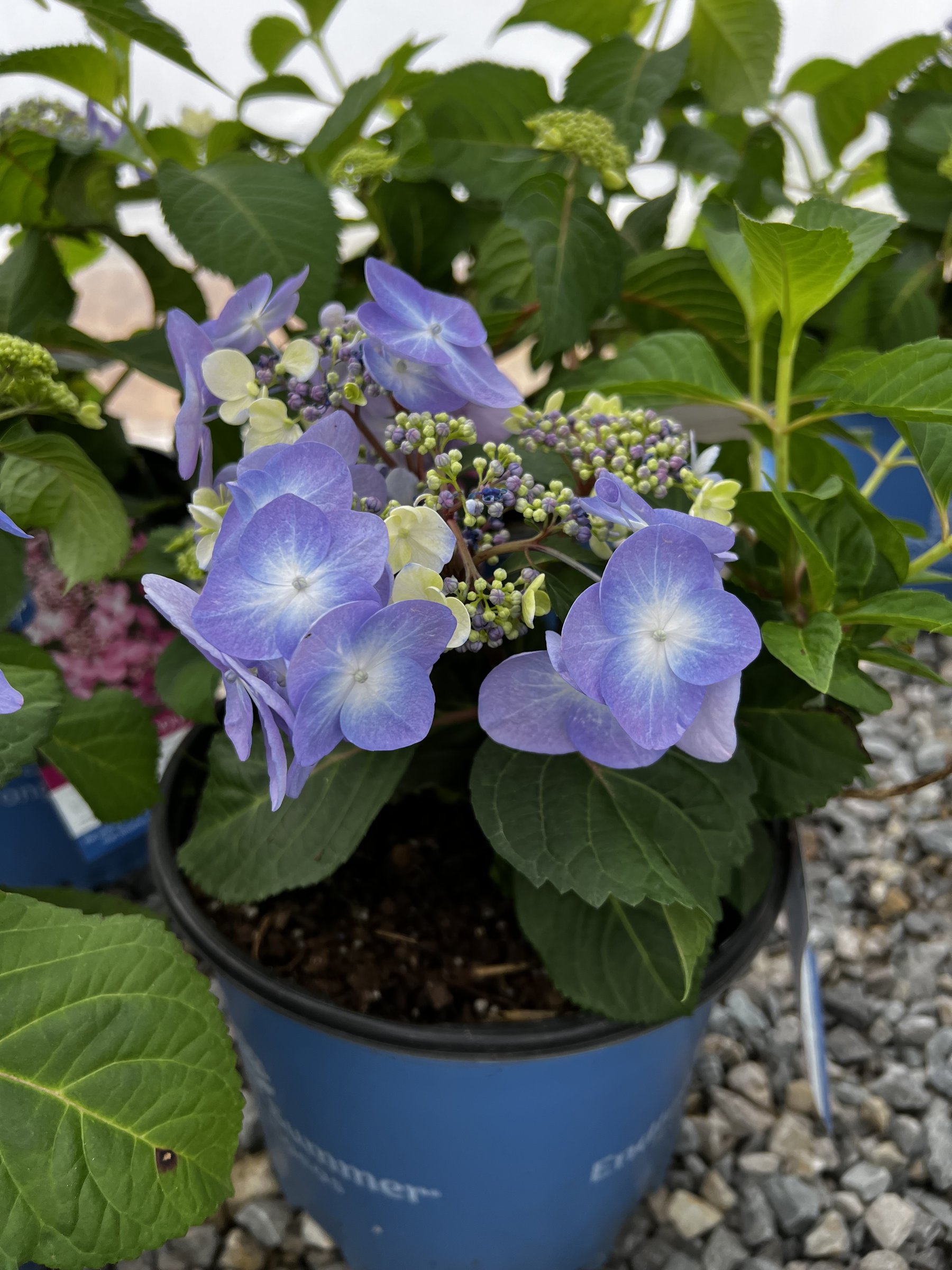 Endless Summer - Twist N Shout - Hydrangea