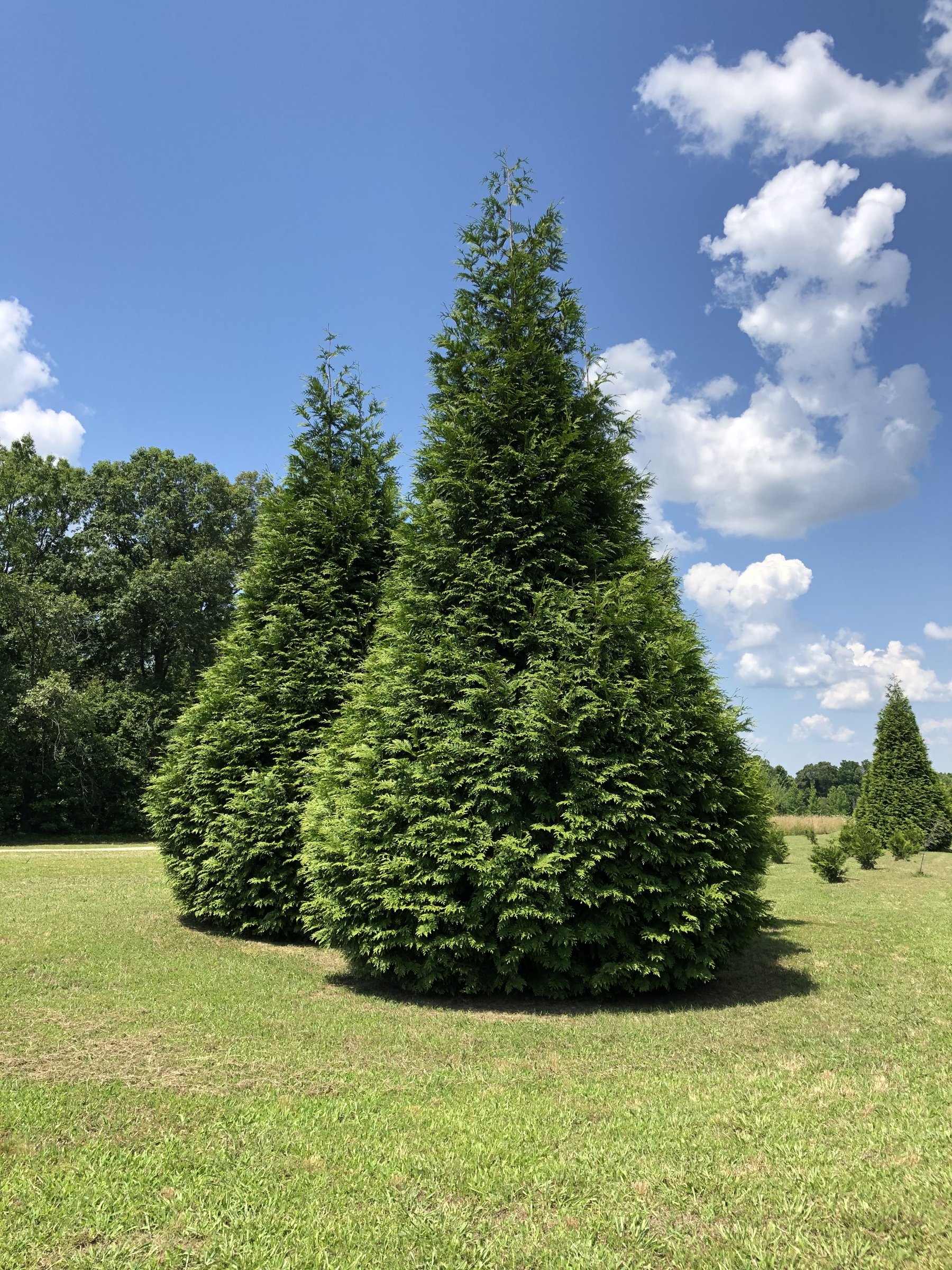 Mature Green Giant arborvitae, broad green pyramid standing in mown grass