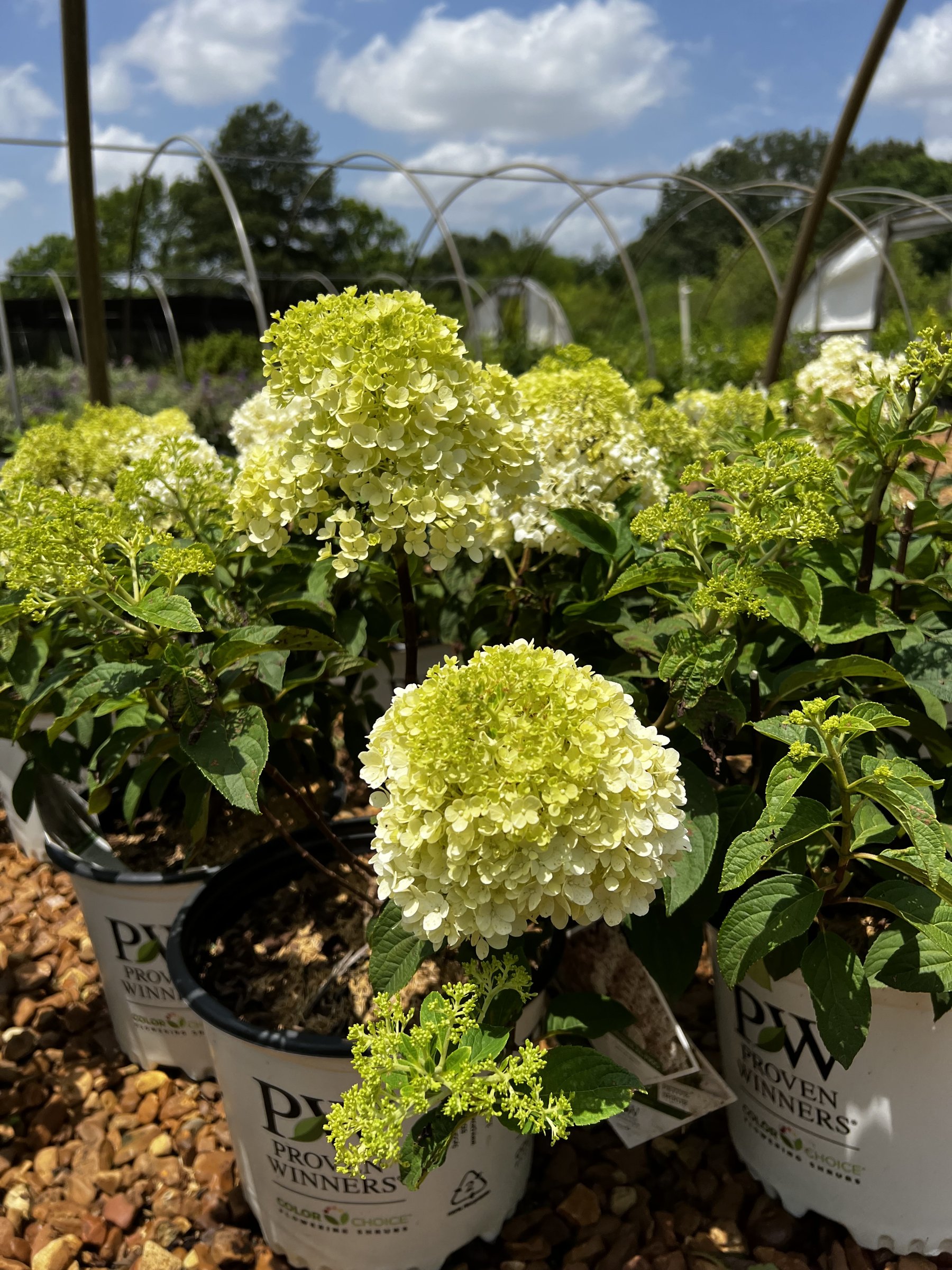 Bobo hydrangea in Proven Winners containers, short plants with upright white panicles