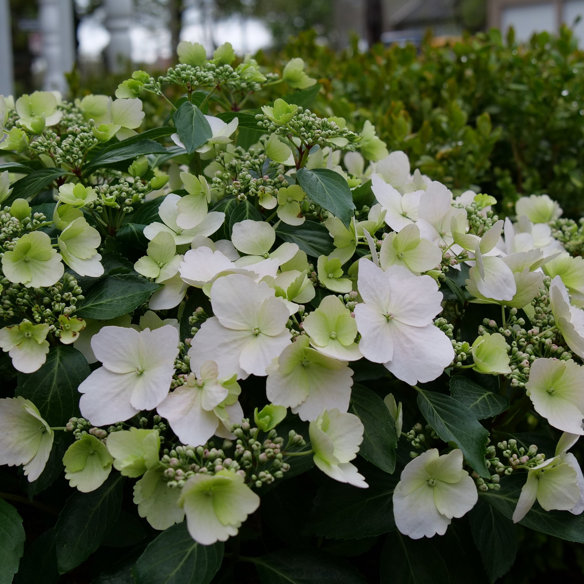 Fairytrail Bride hydrangea, white lacecap flowers with green centres spilling over the plant