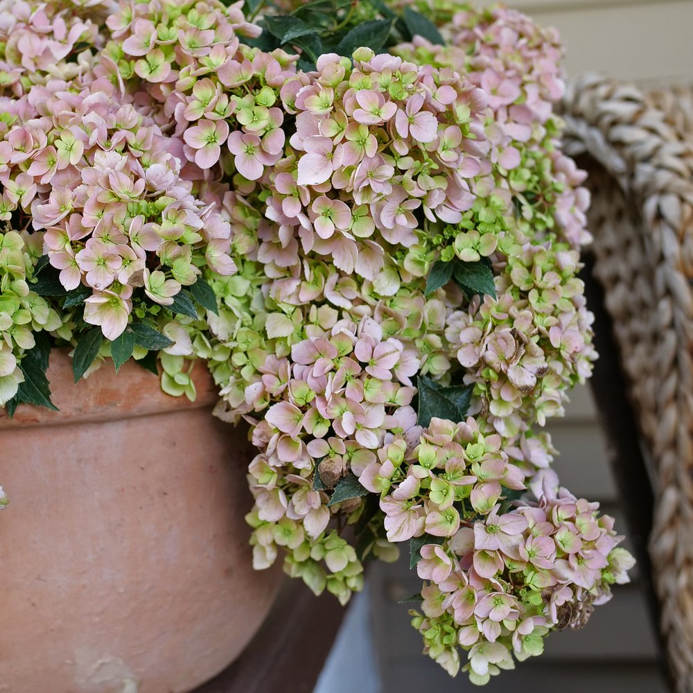 Fairytrail Fresco hydrangea, Proven Winners photo - the plant itself
