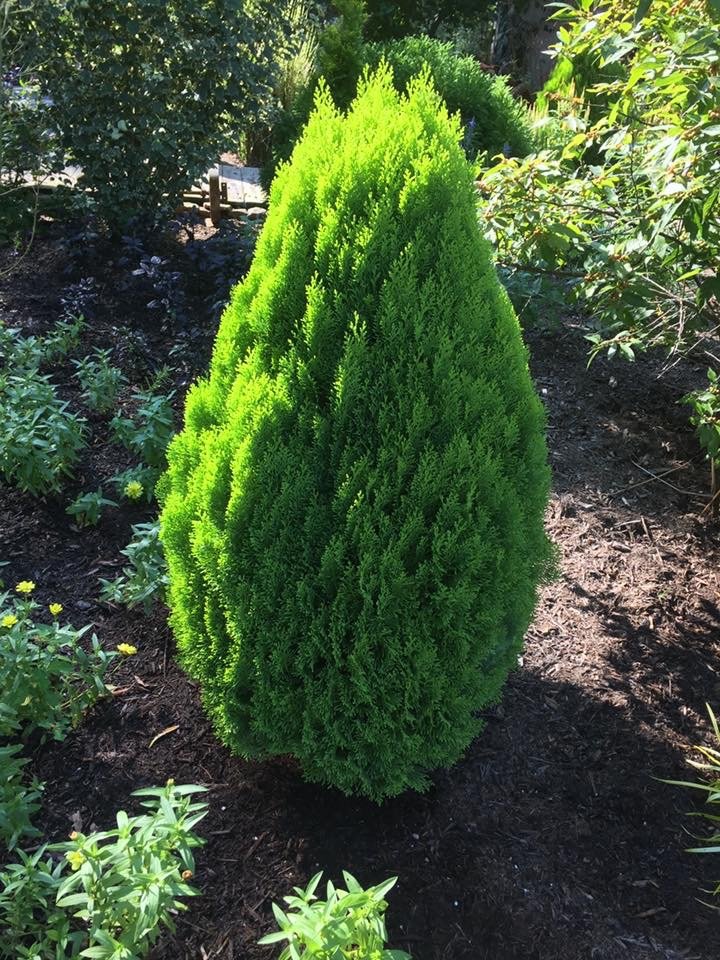 Morgan arborvitae in summer, small chartreuse-green cone in a garden bed