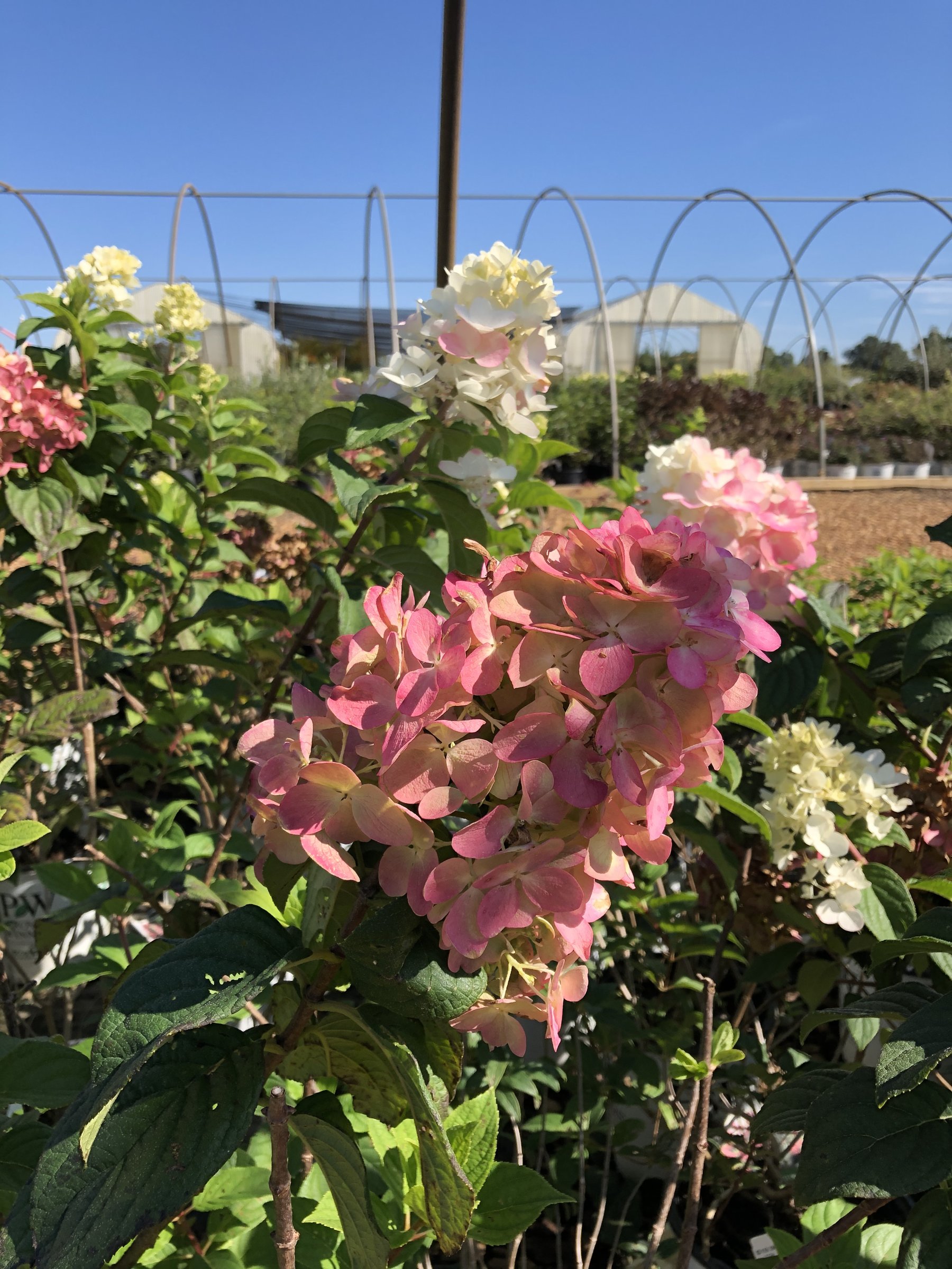 Fire Light hydrangea panicle turning deep pink at the base with white tips