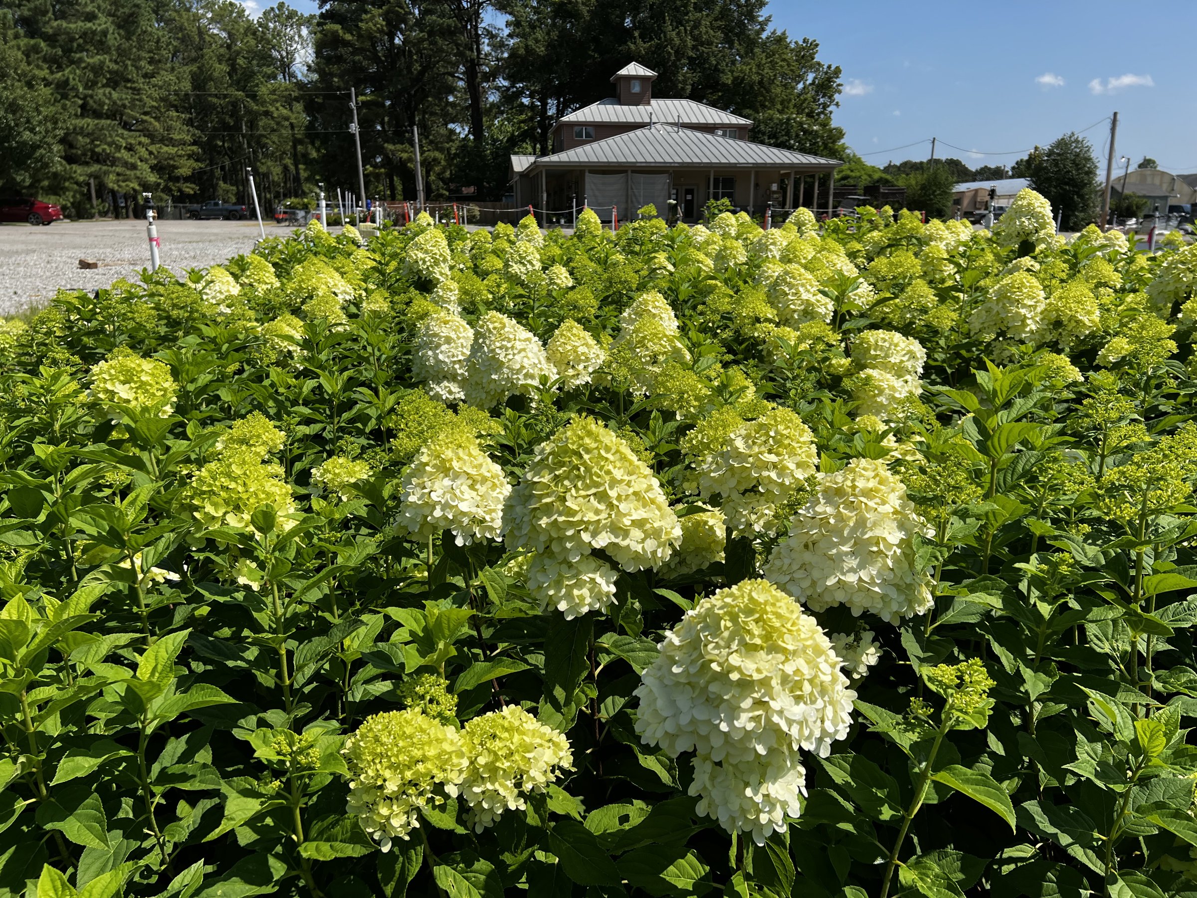 Block of Limelight hydrangeas at the nursery, hundreds of lime-green panicles