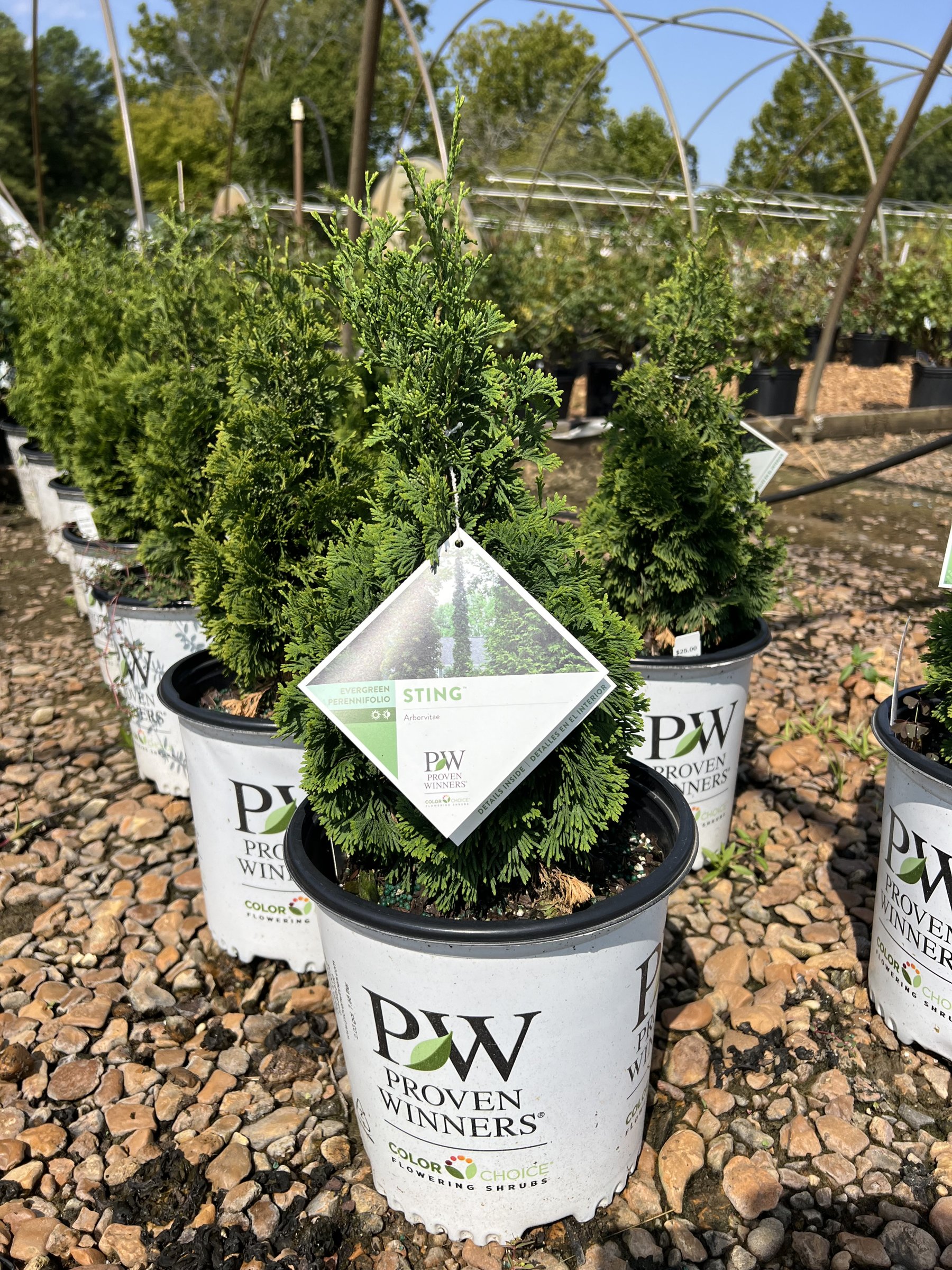 Sting Arborvitae