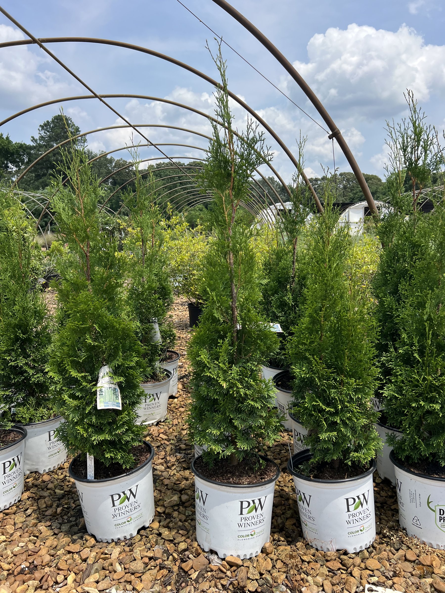 Thin Man arborvitae, narrow upright plants in 3-gallon Proven Winners pots under a nursery hoop house