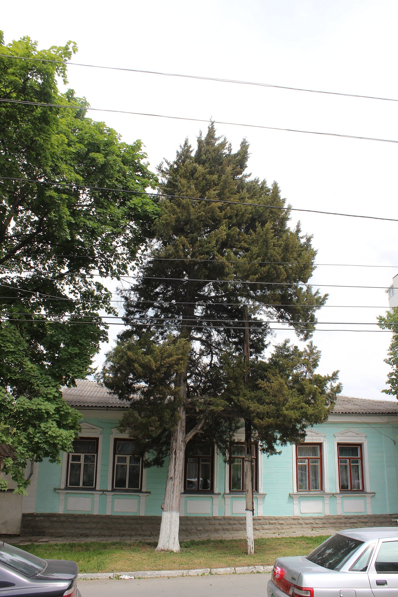 Eastern Red Cedar - Juniper — mature Juniperus virginiana growing beside a house, species reference photo (photo Сарапулов, CC BY-SA 4.0, via Wikimedia Commons)