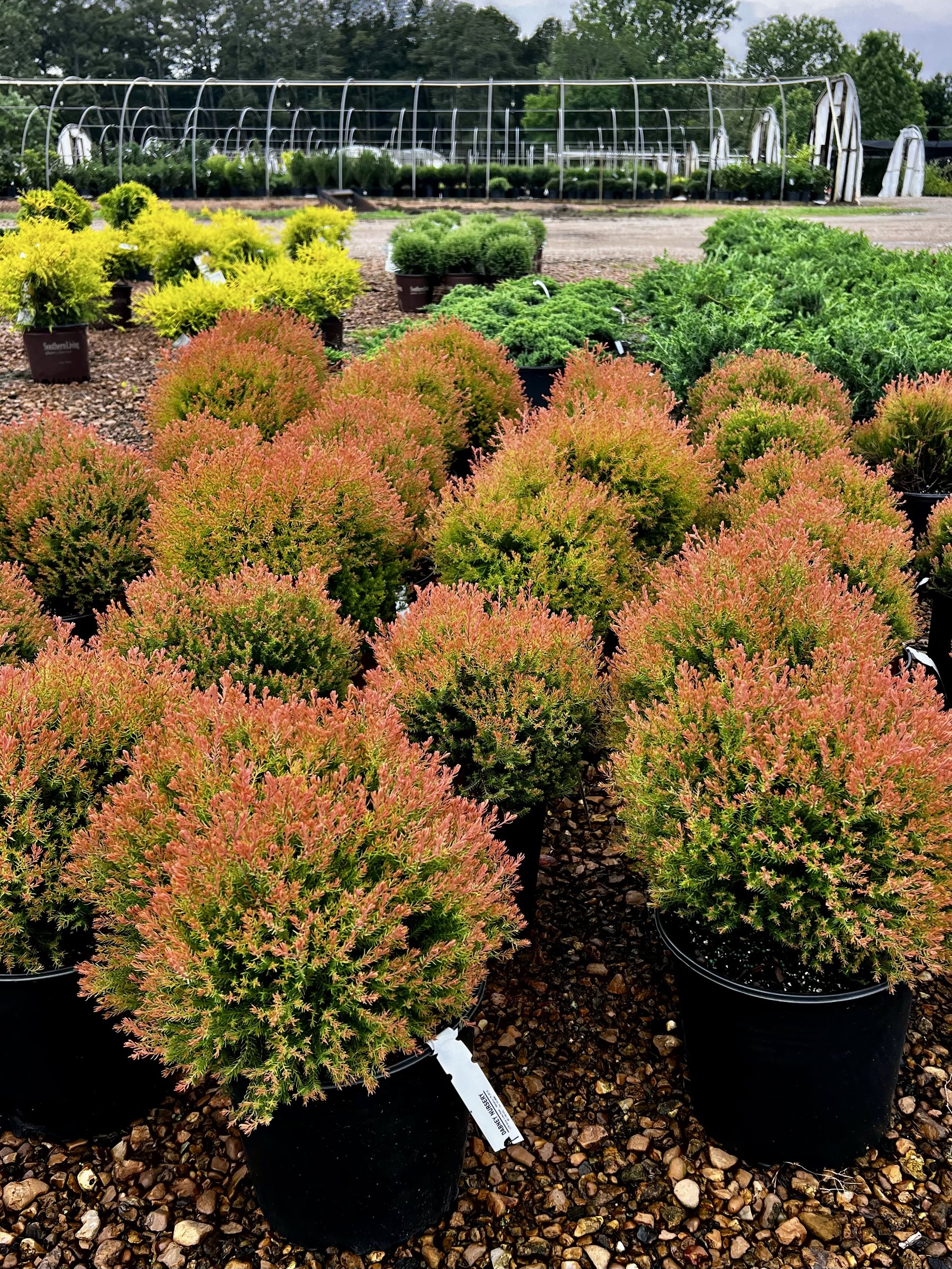 Fire Chief arborvitae, rounded coppery-orange globes in black nursery pots